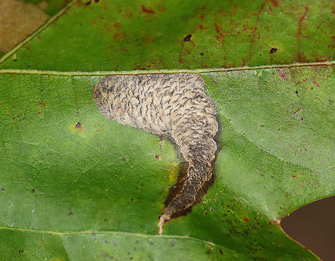 Trumpet Mine - Coptotriche castaneaeella Characterized by the concentric crescents in the mine.

Host: Quercus sp. Coptotriche,Coptotriche castaneaeella,Fall,Geotagged,United States,coptotriche castaneaeella,leaf mine,trumpet mine