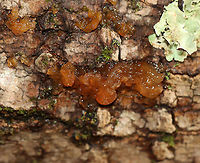 Phaeotremella frondosa Gelatinous, brown mass of loosely packed lobes.<br />
<br />
Habitat: Rotting wood; mixed forest.<br />
https://www.jungledragon.com/image/118321/phaeotremella_frondosa.html Fall,Geotagged,Phaeotremella frondosa,United States