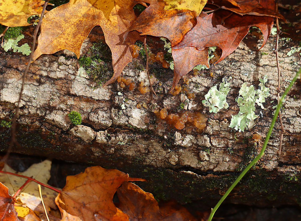 Phaeotremella frondosa Gelatinous, brown mass of loosely packed lobes.<br />
<br />
Habitat: Rotting wood; mixed forest.<br />
<figure class="photo"><a href="https://www.jungledragon.com/image/118320/phaeotremella_frondosa.html" title="Phaeotremella frondosa"><img src="https://s3.amazonaws.com/media.jungledragon.com/images/3232/118320_thumb.jpg?AWSAccessKeyId=05GMT0V3GWVNE7GGM1R2&Expires=1767225610&Signature=icB9w0JN%2FMv3%2BdxVFZI9yHqUsjM%3D" width="200" height="164" alt="Phaeotremella frondosa Gelatinous, brown mass of loosely packed lobes.<br />
<br />
Habitat: Rotting wood; mixed forest.<br />
https://www.jungledragon.com/image/118321/phaeotremella_frondosa.html Fall,Geotagged,Phaeotremella frondosa,United States" /></a></figure> Fall,Geotagged,Phaeotremella,Phaeotremella frondosa,United States,fungus