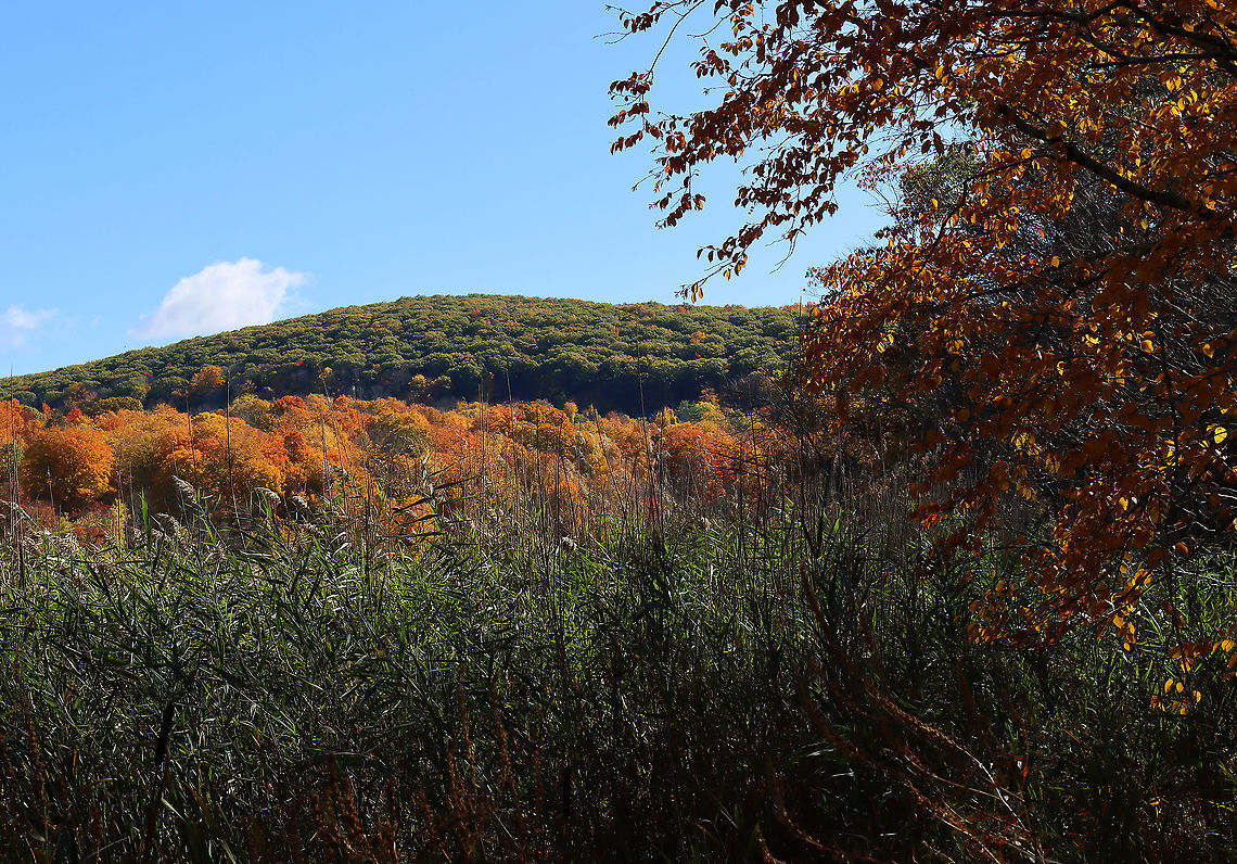 Fall Foliage - Northwestern Connecticut, USA That lower layer of trees always turns first. <br />
<br />
Habitat:  northwest highlands Fall,Geotagged,United States,autumn,fall foliage,foliage