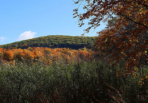 Fall Foliage - Northwestern Connecticut, USA That lower layer of trees always turns first. 

Habitat:  northwest highlands Fall,Geotagged,United States,autumn,fall foliage,foliage