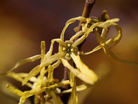 American Witch-hazel - Hamamelis virginiana Crinkly, yellow flowers that are characteristic of this tree in autumn

Habitat: Pond/forest edge
https://www.jungledragon.com/image/118324/american_witch-hazel_-_hamamelis_virginiana.html American witch-hazel,Fall,Geotagged,Hamamelis,Hamamelis virginiana,United States,witch-hazel