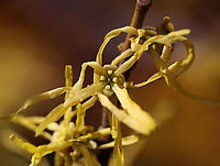 American Witch-hazel - Hamamelis virginiana Crinkly, yellow flowers that are characteristic of this tree in autumn<br />
<br />
Habitat: Pond/forest edge<br />
https://www.jungledragon.com/image/118324/american_witch-hazel_-_hamamelis_virginiana.html American witch-hazel,Fall,Geotagged,Hamamelis,Hamamelis virginiana,United States,witch-hazel
