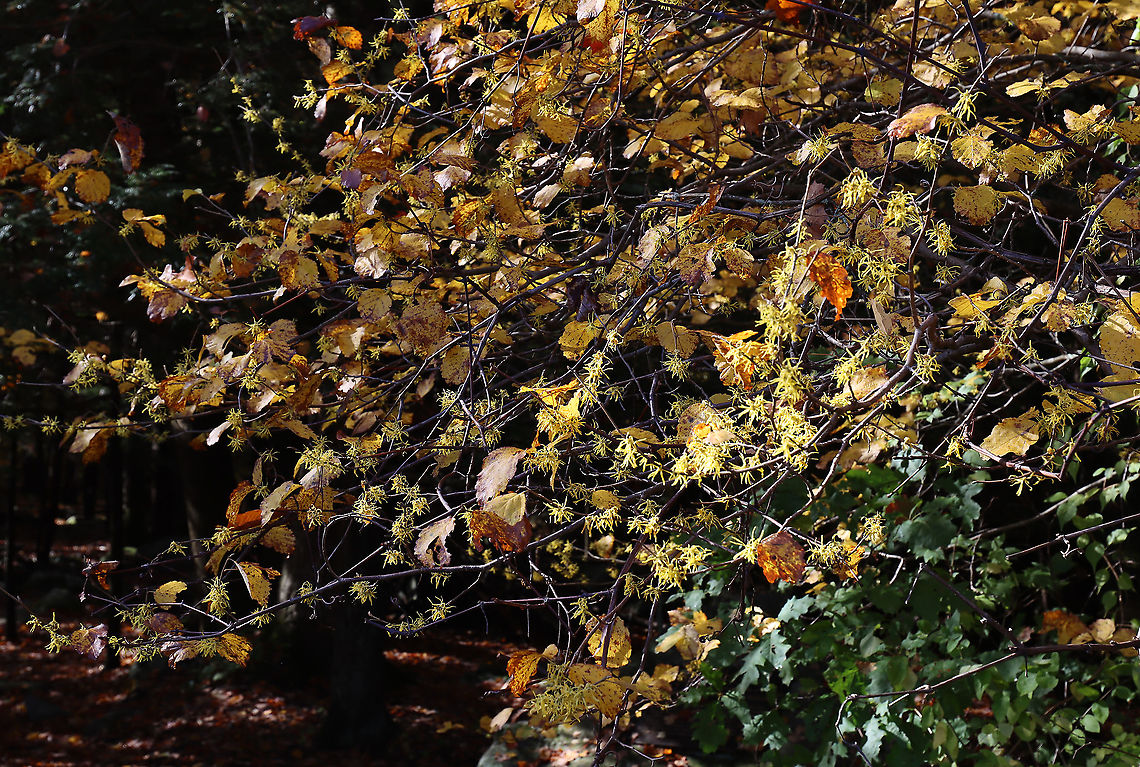 American Witch-hazel - Hamamelis virginiana Crinkly, yellow flowers that are characteristic of this tree in autumn<br />
<br />
Habitat: Pond/forest edge<br />
<figure class="photo"><a href="https://www.jungledragon.com/image/118323/american_witch-hazel_-_hamamelis_virginiana.html" title="American Witch-hazel - Hamamelis virginiana"><img src="https://s3.amazonaws.com/media.jungledragon.com/images/3232/118323_thumb.jpg?AWSAccessKeyId=05GMT0V3GWVNE7GGM1R2&Expires=1769040010&Signature=g0kGU%2BxFyQDRFtv6UH7BvMCf8NQ%3D" width="200" height="152" alt="American Witch-hazel - Hamamelis virginiana Crinkly, yellow flowers that are characteristic of this tree in autumn<br />
<br />
Habitat: Pond/forest edge<br />
https://www.jungledragon.com/image/118324/american_witch-hazel_-_hamamelis_virginiana.html American witch-hazel,Fall,Geotagged,Hamamelis,Hamamelis virginiana,United States,witch-hazel" /></a></figure> American witch-hazel,Fall,Geotagged,Hamamelis virginiana,United States