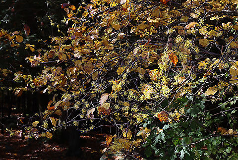 American Witch-hazel - Hamamelis virginiana Crinkly, yellow flowers that are characteristic of this tree in autumn

Habitat: Pond/forest edge
https://www.jungledragon.com/image/118323/american_witch-hazel_-_hamamelis_virginiana.html American witch-hazel,Fall,Geotagged,Hamamelis virginiana,United States