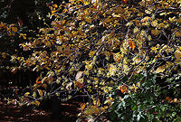 American Witch-hazel - Hamamelis virginiana Crinkly, yellow flowers that are characteristic of this tree in autumn<br />
<br />
Habitat: Pond/forest edge<br />
https://www.jungledragon.com/image/118323/american_witch-hazel_-_hamamelis_virginiana.html American witch-hazel,Fall,Geotagged,Hamamelis virginiana,United States