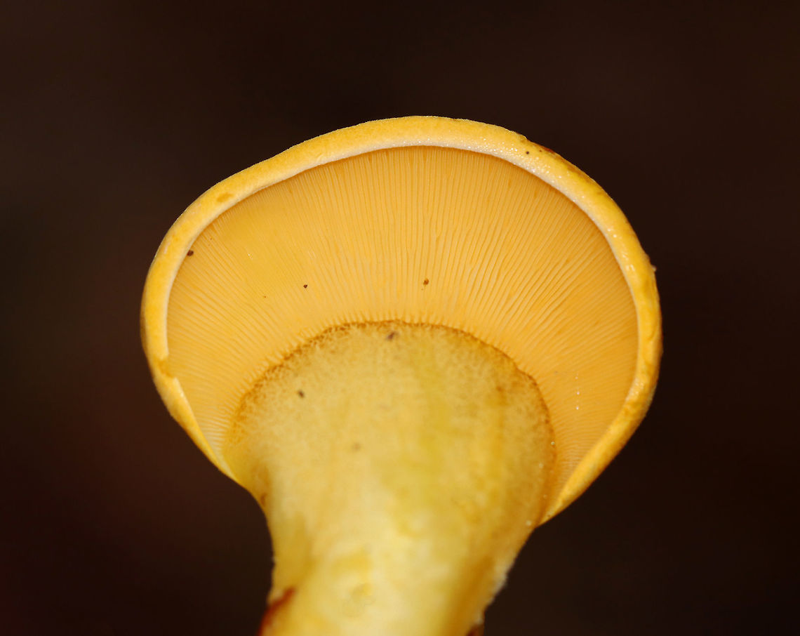 Late Oysters - Sarcomyxa serotina These mushrooms had yellowish green caps with yellow gills. The caps were ~2 cm wide and had attached gills<br />
<br />
Habitat: Yellow birch (Betula alleghaniensis) logs; deciduous forest<br />
<figure class="photo"><a href="https://www.jungledragon.com/image/118328/late_oysters_-_sarcomyxa_serotina.html" title="Late Oysters - Sarcomyxa serotina"><img src="https://s3.amazonaws.com/media.jungledragon.com/images/3232/118328_thumb.jpg?AWSAccessKeyId=05GMT0V3GWVNE7GGM1R2&Expires=1759968010&Signature=nsb2QY%2BLhVkSYZADG4C5%2FcjopRM%3D" width="200" height="146" alt="Late Oysters - Sarcomyxa serotina These mushrooms had yellowish green caps with yellow gills. The caps were  ~2 cm wide and had attached gills<br />
<br />
Habitat: Yellow birch (Betula alleghaniensis) logs; deciduous forest<br />
https://www.jungledragon.com/image/118327/late_oysters_-_sarcomyxa_serotina.html Fall,Geotagged,Late oyster,Sarcomyxa,Sarcomyxa serotina,United States,fungus,mushroom,oyster" /></a></figure> Fall,Geotagged,Late oyster,Sarcomyxa serotina,United States