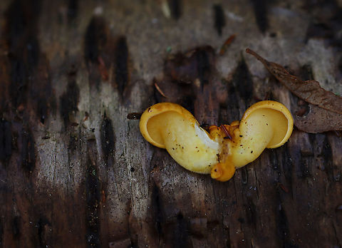 Late Oysters - Sarcomyxa serotina These mushrooms had yellowish green caps with yellow gills. The caps were  ~2 cm wide and had attached gills

Habitat: Yellow birch (Betula alleghaniensis) logs; deciduous forest
https://www.jungledragon.com/image/118327/late_oysters_-_sarcomyxa_serotina.html Fall,Geotagged,Late oyster,Sarcomyxa,Sarcomyxa serotina,United States,fungus,mushroom,oyster