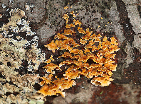 Stereum complicatum Stereum complicatum??

Habitat:hardwood
https://www.jungledragon.com/image/118331/stereum_complicatum.html Fall,Geotagged,Stereum,Stereum rameale,United States,fungus,mushroom