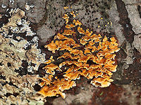 Stereum complicatum Stereum complicatum??<br />
<br />
Habitat:hardwood<br />
https://www.jungledragon.com/image/118331/stereum_complicatum.html Fall,Geotagged,Stereum,Stereum rameale,United States,fungus,mushroom