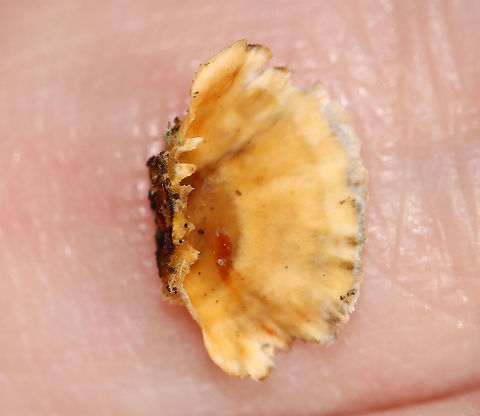 Stereum complicatum Stereum complicatum?? Smooth, orange undersurface.

Habitat:hardwood
https://www.jungledragon.com/image/118330/stereum_complicatum.html Fall,Geotagged,Stereum rameale,United States