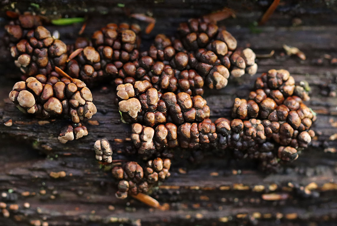 Ceramic Parchment - Xylobolus frustulatus This log really needed to brush its teeth ;P.<br />
<br />
Habitat: Rotting wood; mixed forest Ceramic Parchment,Fall,Geotagged,United States,Xylobolus,Xylobolus frustulatus,fungus