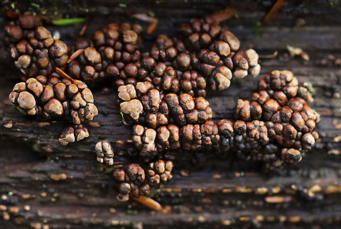 Ceramic Parchment - Xylobolus frustulatus This log really needed to brush its teeth ;P.

Habitat: Rotting wood; mixed forest Ceramic Parchment,Fall,Geotagged,United States,Xylobolus,Xylobolus frustulatus,fungus
