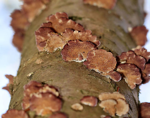 Violet-toothed Polypore - Trichaptum biforme Semicircular brackets with a finely hairy upper surface that had white, tan, and lilac zones of color. The pore surface was tan and purple with wavy edges.

Habitat: On a snag; mixed forest Fall,Geotagged,Trichaptum,Trichaptum biforme,United States,Violet-Toothed Polypore,fungus,polypore