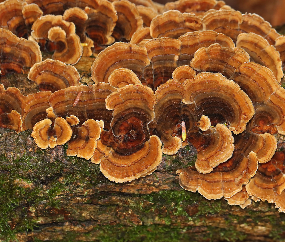 Polypore - Trametes sp. Trametes ochracea or Trametes versicolor? I didn&#039;t take a picture of the pores.<br />
<br />
Habitat: Rotten wood in a mixed forest Fall,Geotagged,Trametes,United States,fungus,polypore
