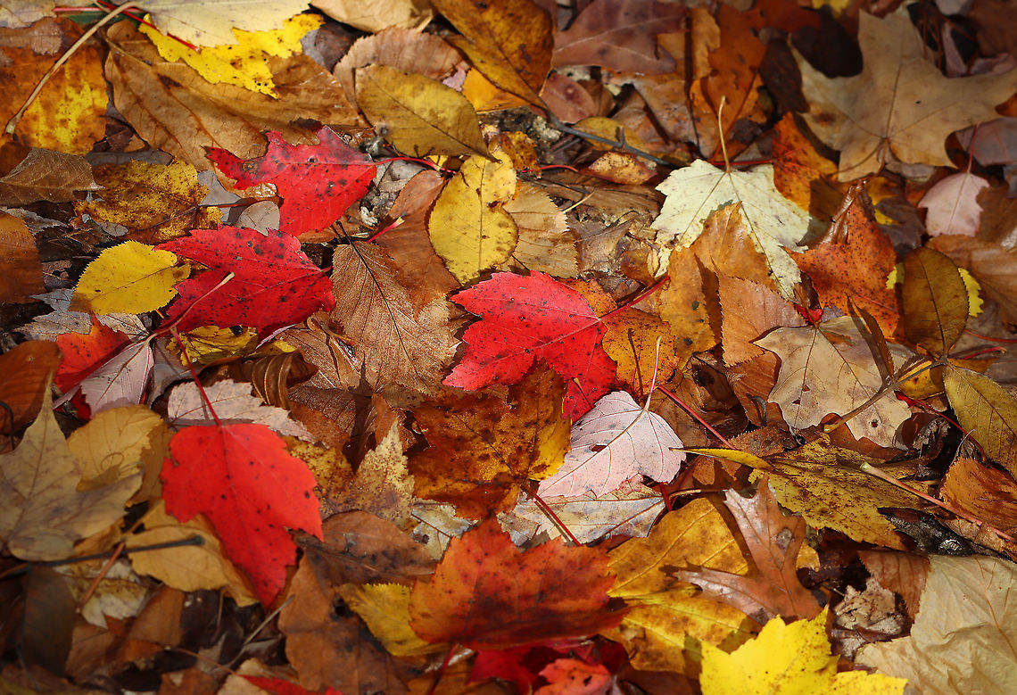 Autumn Leaves This was the forest floor last autumn! <br />
<br />
Habitat: Deciduous forest<br />
<br />
 Fall,Geotagged,United States,autumn,autumn leaves,leaves