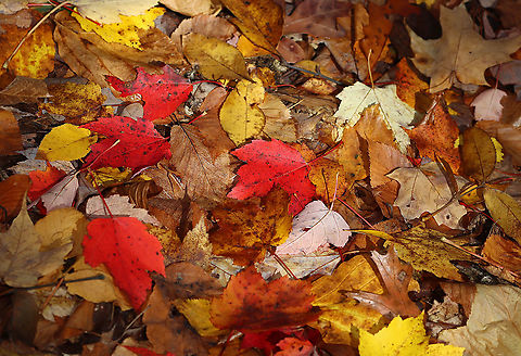 Autumn Leaves This was the forest floor last autumn! 

Habitat: Deciduous forest

 Fall,Geotagged,United States,autumn,autumn leaves,leaves
