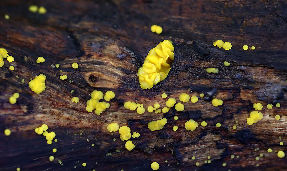 Lemon Disco - Calycina bisporella Tiny, yellow fruiting bodies that were 1-2 mm in diameter.<br />
<br />
Habitat: rotting wood; Deciduous forest Bisporella,Bisporella citrina,Calycina,Calycina bisporella,Fall,Geotagged,Helotiaceae,Lemon Disco,United States,fungus