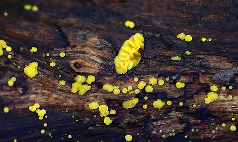 Lemon Disco - Calycina bisporella Tiny, yellow fruiting bodies that were 1-2 mm in diameter.

Habitat: rotting wood; Deciduous forest Bisporella,Bisporella citrina,Calycina,Calycina bisporella,Fall,Geotagged,Helotiaceae,Lemon Disco,United States,fungus