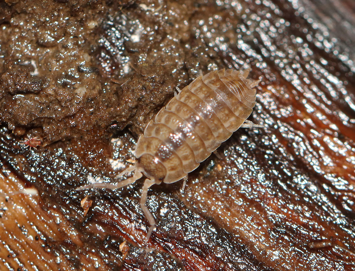 Rathke's Woodlouse - Trachelipus rathkii?? *Tentative ID...I can&#039;t tell if the flagellum are 2-segmented.<br />
<br />
Habitat: Rotting wood; mixed forest Fall,Geotagged,Trachelipus,United States