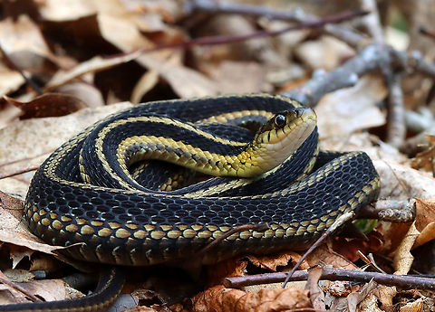 Common Garter Snake - Thamnophis sirtalis This cutie was curled up in the leaves and let me crawl right next to it.

Habitat: Deciduous forest Common Garter Snake,Geotagged,Summer,Thamnophis,Thamnophis sirtalis,United States,garter snake,snake