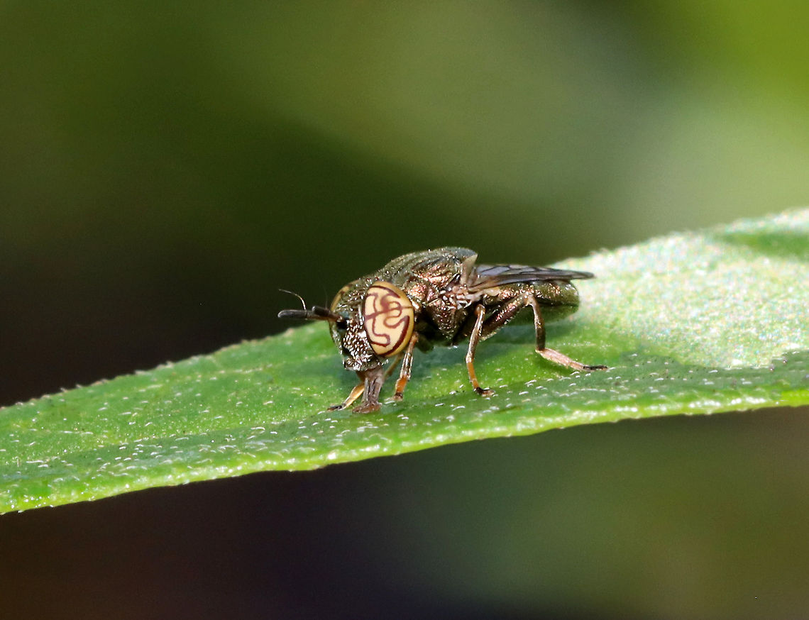 Mudsucker - Orthonevra nitida Check out those eyes!<br />
<br />
Habitat: Rural garden<br />
<figure class="photo"><a href="https://www.jungledragon.com/image/118367/mudsucker_-_orthonevra_nitida.html" title="Mudsucker - Orthonevra nitida"><img src="https://s3.amazonaws.com/media.jungledragon.com/images/3232/118367_thumb.jpg?AWSAccessKeyId=05GMT0V3GWVNE7GGM1R2&Expires=1759968010&Signature=gwDJf0U0WnL6%2F8JrkP6fjrWVFJA%3D" width="200" height="152" alt="Mudsucker - Orthonevra nitida Check out those eyes!<br />
<br />
Habitat: Rural garden<br />
https://www.jungledragon.com/image/118366/mudsucker_-_orthonevra_nitida.html Geotagged,Orthonevra nitida,Summer,United States" /></a></figure> Diptera,Geotagged,Mudsucker,Orthonevra,Orthonevra nitida,Summer,United States,fly,syrphidae