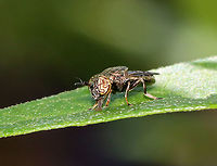 Mudsucker - Orthonevra nitida Check out those eyes!<br />
<br />
Habitat: Rural garden<br />
https://www.jungledragon.com/image/118367/mudsucker_-_orthonevra_nitida.html Diptera,Geotagged,Mudsucker,Orthonevra,Orthonevra nitida,Summer,United States,fly,syrphidae