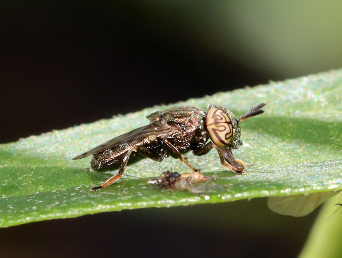 Mudsucker - Orthonevra nitida Check out those eyes!<br />
<br />
Habitat: Rural garden<br />
<figure class="photo"><a href="https://www.jungledragon.com/image/118366/mudsucker_-_orthonevra_nitida.html" title="Mudsucker - Orthonevra nitida"><img src="https://s3.amazonaws.com/media.jungledragon.com/images/3232/118366_thumb.jpg?AWSAccessKeyId=05GMT0V3GWVNE7GGM1R2&Expires=1767225610&Signature=b8UA9EBmUECbwpX%2B6cDHEmK%2Fpws%3D" width="200" height="154" alt="Mudsucker - Orthonevra nitida Check out those eyes!<br />
<br />
Habitat: Rural garden<br />
https://www.jungledragon.com/image/118367/mudsucker_-_orthonevra_nitida.html Diptera,Geotagged,Mudsucker,Orthonevra,Orthonevra nitida,Summer,United States,fly,syrphidae" /></a></figure> Geotagged,Orthonevra nitida,Summer,United States