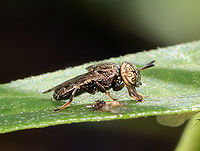 Mudsucker - Orthonevra nitida Check out those eyes!<br />
<br />
Habitat: Rural garden<br />
https://www.jungledragon.com/image/118366/mudsucker_-_orthonevra_nitida.html Geotagged,Orthonevra nitida,Summer,United States