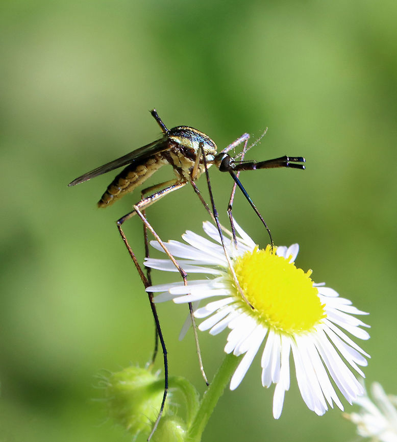 Elephant Mosquito - Toxorhynchites rutilus Very large, pretty mosquito. The adults only feed on nectar, not blood. The larvae are predacious and also cannibalistic.<br />
<br />
Habitat: Garden Elephant mosquito,Geotagged,Summer,Toxorhynchites,Toxorhynchites rutilus,United States,mosquito