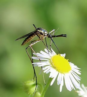 Elephant Mosquito - Toxorhynchites rutilus Very large, pretty mosquito. The adults only feed on nectar, not blood. The larvae are predacious and also cannibalistic.

Habitat: Garden Elephant mosquito,Geotagged,Summer,Toxorhynchites,Toxorhynchites rutilus,United States,mosquito