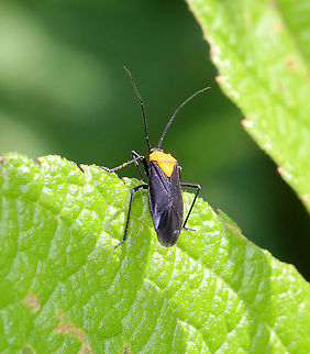Prepops insitivus Habitat: Garden
https://www.jungledragon.com/image/118370/prepops_insitivus.html Geotagged,Prepops,Prepops insitivus,Summer,United States