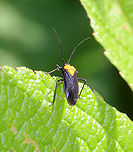 Prepops insitivus Habitat: Garden<br />
https://www.jungledragon.com/image/118370/prepops_insitivus.html Geotagged,Prepops,Prepops insitivus,Summer,United States