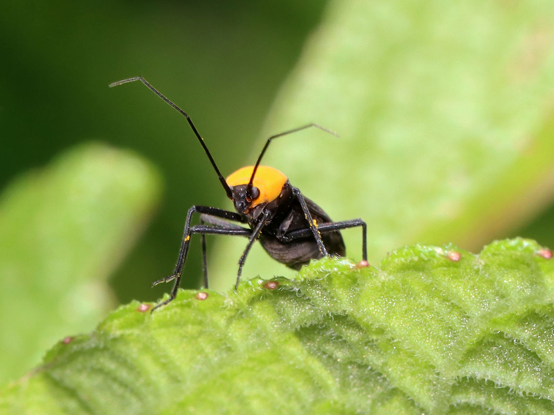 Prepops insitivus Habitat: Rural garden<br />
<figure class="photo"><a href="https://www.jungledragon.com/image/118369/prepops_insitivus.html" title="Prepops insitivus"><img src="https://s3.amazonaws.com/media.jungledragon.com/images/3232/118369_thumb.jpg?AWSAccessKeyId=05GMT0V3GWVNE7GGM1R2&Expires=1769040010&Signature=VEKlC9QN8%2BnpqJhFHeTji2r1L%2Fs%3D" width="134" height="152" alt="Prepops insitivus Habitat: Garden<br />
https://www.jungledragon.com/image/118370/prepops_insitivus.html Geotagged,Prepops,Prepops insitivus,Summer,United States" /></a></figure> Geotagged,Prepops insitivus,Summer,United States