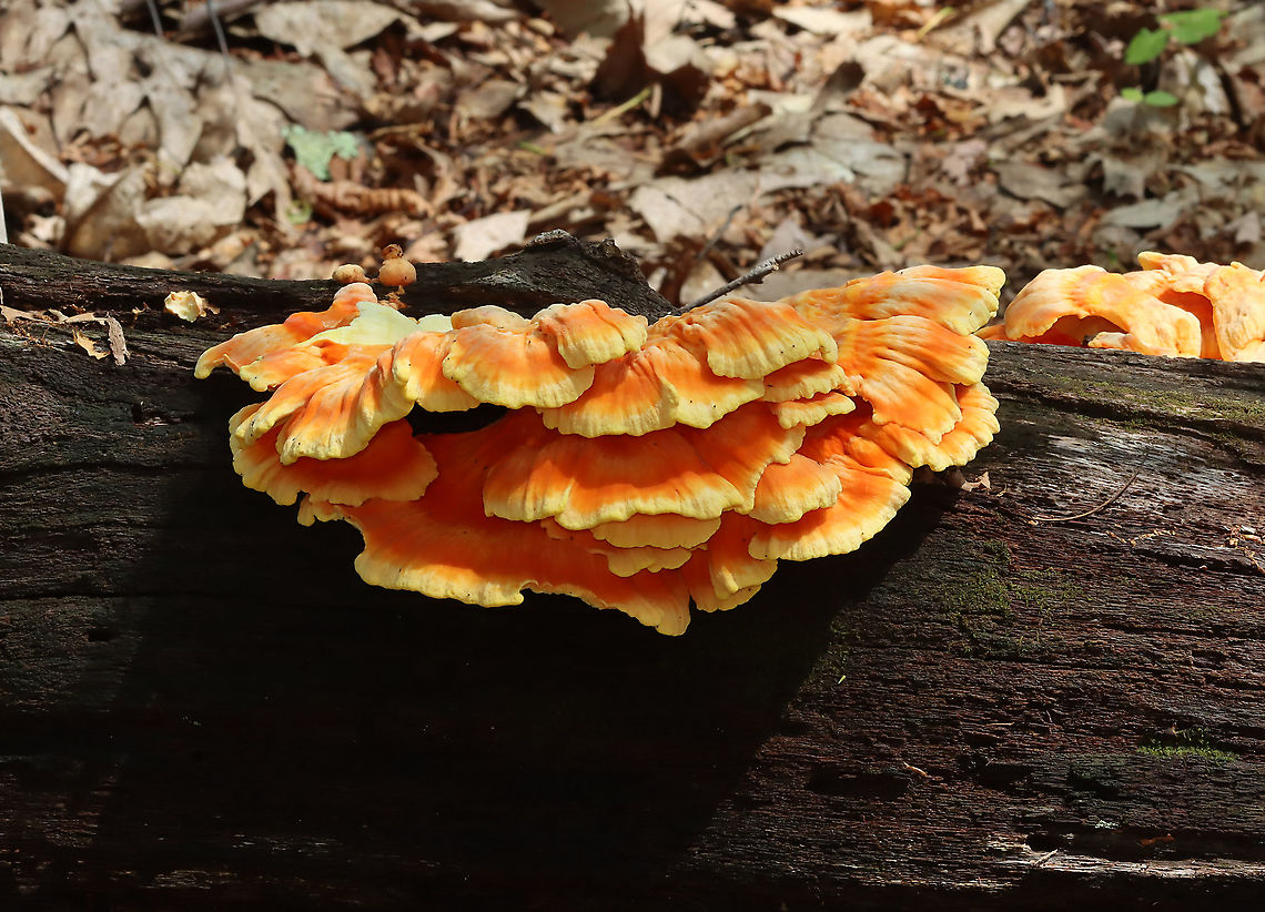 Chicken of the Woods -Laetiporus sulphureus Habitat: rotting wood; deciduous forest<br />
<figure class="photo"><a href="https://www.jungledragon.com/image/118371/chicken_of_the_woods_-laetiporus_sulphureus.html" title="Chicken of the Woods -Laetiporus sulphureus"><img src="https://s3.amazonaws.com/media.jungledragon.com/images/3232/118371_thumb.jpg?AWSAccessKeyId=05GMT0V3GWVNE7GGM1R2&Expires=1759968010&Signature=BvH6oYq6ntTHrvReZ7%2FwJd%2BKGmg%3D" width="200" height="146" alt="Chicken of the Woods -Laetiporus sulphureus Habitat: rotting wood; deciduous forest<br />
https://www.jungledragon.com/image/118371/chicken_of_the_woods_-laetiporus_sulphureus.html<br />
https://www.jungledragon.com/image/118374/chicken_of_the_woods_-laetiporus_sulphureus.html<br />
https://www.jungledragon.com/image/118373/chicken_of_the_woods_-laetiporus_sulphureus.html<br />
https://www.jungledragon.com/image/118372/chicken_of_the_woods_-_laetiporus_sulphureus.html Chicken of the Woods,Geotagged,Laetiporus,Laetiporus sulphureus,Summer,United States,fungus,mushroom,sulfur shelf" /></a></figure><br />
<figure class="photo"><a href="https://www.jungledragon.com/image/118374/chicken_of_the_woods_-laetiporus_sulphureus.html" title="Chicken of the Woods -Laetiporus sulphureus"><img src="https://s3.amazonaws.com/media.jungledragon.com/images/3232/118374_thumb.jpg?AWSAccessKeyId=05GMT0V3GWVNE7GGM1R2&Expires=1759968010&Signature=Tqc3dJOlU7ubWBxQeVYofuzKL%2B4%3D" width="200" height="138" alt="Chicken of the Woods -Laetiporus sulphureus Habitat: rotting wood; deciduous forest<br />
https://www.jungledragon.com/image/118371/chicken_of_the_woods_-laetiporus_sulphureus.html<br />
https://www.jungledragon.com/image/118374/chicken_of_the_woods_-laetiporus_sulphureus.html<br />
https://www.jungledragon.com/image/118373/chicken_of_the_woods_-laetiporus_sulphureus.html<br />
https://www.jungledragon.com/image/118372/chicken_of_the_woods_-_laetiporus_sulphureus.html Geotagged,Laetiporus sulphureus,Summer,United States" /></a></figure><br />
<figure class="photo"><a href="https://www.jungledragon.com/image/118373/chicken_of_the_woods_-laetiporus_sulphureus.html" title="Chicken of the Woods -Laetiporus sulphureus"><img src="https://s3.amazonaws.com/media.jungledragon.com/images/3232/118373_thumb.jpg?AWSAccessKeyId=05GMT0V3GWVNE7GGM1R2&Expires=1759968010&Signature=tF8z3pjKMAF15CRkPPZOsMjcVu0%3D" width="200" height="158" alt="Chicken of the Woods -Laetiporus sulphureus Habitat: rotting wood; deciduous forest<br />
https://www.jungledragon.com/image/118371/chicken_of_the_woods_-laetiporus_sulphureus.html<br />
https://www.jungledragon.com/image/118374/chicken_of_the_woods_-laetiporus_sulphureus.html<br />
https://www.jungledragon.com/image/118373/chicken_of_the_woods_-laetiporus_sulphureus.html<br />
https://www.jungledragon.com/image/118372/chicken_of_the_woods_-_laetiporus_sulphureus.html Geotagged,Laetiporus sulphureus,Summer,United States" /></a></figure><br />
<figure class="photo"><a href="https://www.jungledragon.com/image/118372/chicken_of_the_woods_-_laetiporus_sulphureus.html" title="Chicken of the Woods - Laetiporus sulphureus"><img src="https://s3.amazonaws.com/media.jungledragon.com/images/3232/118372_thumb.jpg?AWSAccessKeyId=05GMT0V3GWVNE7GGM1R2&Expires=1759968010&Signature=Yz6pJe1ZzlNW0gmctTJNaN2ys7k%3D" width="114" height="152" alt="Chicken of the Woods - Laetiporus sulphureus Habitat: rotting wood; deciduous forest<br />
https://www.jungledragon.com/image/118371/chicken_of_the_woods_-laetiporus_sulphureus.html<br />
https://www.jungledragon.com/image/118374/chicken_of_the_woods_-laetiporus_sulphureus.html<br />
https://www.jungledragon.com/image/118373/chicken_of_the_woods_-laetiporus_sulphureus.html<br />
https://www.jungledragon.com/image/118372/chicken_of_the_woods_-_laetiporus_sulphureus.html Geotagged,Laetiporus sulphureus,Summer,United States" /></a></figure> Chicken of the Woods,Geotagged,Laetiporus,Laetiporus sulphureus,Summer,United States,fungus,mushroom,sulfur shelf