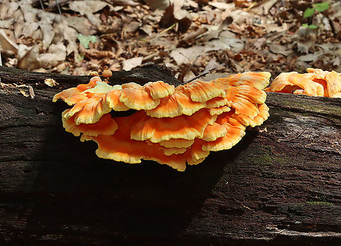 Chicken of the Woods -Laetiporus sulphureus Habitat: rotting wood; deciduous forest
https://www.jungledragon.com/image/118371/chicken_of_the_woods_-laetiporus_sulphureus.html
https://www.jungledragon.com/image/118374/chicken_of_the_woods_-laetiporus_sulphureus.html
https://www.jungledragon.com/image/118373/chicken_of_the_woods_-laetiporus_sulphureus.html
https://www.jungledragon.com/image/118372/chicken_of_the_woods_-_laetiporus_sulphureus.html Chicken of the Woods,Geotagged,Laetiporus,Laetiporus sulphureus,Summer,United States,fungus,mushroom,sulfur shelf