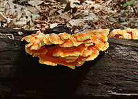 Chicken of the Woods -Laetiporus sulphureus Habitat: rotting wood; deciduous forest<br />
https://www.jungledragon.com/image/118371/chicken_of_the_woods_-laetiporus_sulphureus.html<br />
https://www.jungledragon.com/image/118374/chicken_of_the_woods_-laetiporus_sulphureus.html<br />
https://www.jungledragon.com/image/118373/chicken_of_the_woods_-laetiporus_sulphureus.html<br />
https://www.jungledragon.com/image/118372/chicken_of_the_woods_-_laetiporus_sulphureus.html Chicken of the Woods,Geotagged,Laetiporus,Laetiporus sulphureus,Summer,United States,fungus,mushroom,sulfur shelf