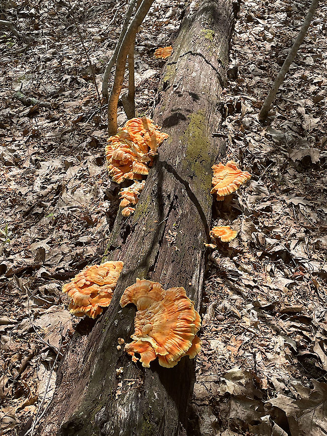 Chicken of the Woods - Laetiporus sulphureus Habitat: rotting wood; deciduous forest<br />
<figure class="photo"><a href="https://www.jungledragon.com/image/118371/chicken_of_the_woods_-laetiporus_sulphureus.html" title="Chicken of the Woods -Laetiporus sulphureus"><img src="https://s3.amazonaws.com/media.jungledragon.com/images/3232/118371_thumb.jpg?AWSAccessKeyId=05GMT0V3GWVNE7GGM1R2&Expires=1759968010&Signature=BvH6oYq6ntTHrvReZ7%2FwJd%2BKGmg%3D" width="200" height="146" alt="Chicken of the Woods -Laetiporus sulphureus Habitat: rotting wood; deciduous forest<br />
https://www.jungledragon.com/image/118371/chicken_of_the_woods_-laetiporus_sulphureus.html<br />
https://www.jungledragon.com/image/118374/chicken_of_the_woods_-laetiporus_sulphureus.html<br />
https://www.jungledragon.com/image/118373/chicken_of_the_woods_-laetiporus_sulphureus.html<br />
https://www.jungledragon.com/image/118372/chicken_of_the_woods_-_laetiporus_sulphureus.html Chicken of the Woods,Geotagged,Laetiporus,Laetiporus sulphureus,Summer,United States,fungus,mushroom,sulfur shelf" /></a></figure><br />
<figure class="photo"><a href="https://www.jungledragon.com/image/118374/chicken_of_the_woods_-laetiporus_sulphureus.html" title="Chicken of the Woods -Laetiporus sulphureus"><img src="https://s3.amazonaws.com/media.jungledragon.com/images/3232/118374_thumb.jpg?AWSAccessKeyId=05GMT0V3GWVNE7GGM1R2&Expires=1759968010&Signature=Tqc3dJOlU7ubWBxQeVYofuzKL%2B4%3D" width="200" height="138" alt="Chicken of the Woods -Laetiporus sulphureus Habitat: rotting wood; deciduous forest<br />
https://www.jungledragon.com/image/118371/chicken_of_the_woods_-laetiporus_sulphureus.html<br />
https://www.jungledragon.com/image/118374/chicken_of_the_woods_-laetiporus_sulphureus.html<br />
https://www.jungledragon.com/image/118373/chicken_of_the_woods_-laetiporus_sulphureus.html<br />
https://www.jungledragon.com/image/118372/chicken_of_the_woods_-_laetiporus_sulphureus.html Geotagged,Laetiporus sulphureus,Summer,United States" /></a></figure><br />
<figure class="photo"><a href="https://www.jungledragon.com/image/118373/chicken_of_the_woods_-laetiporus_sulphureus.html" title="Chicken of the Woods -Laetiporus sulphureus"><img src="https://s3.amazonaws.com/media.jungledragon.com/images/3232/118373_thumb.jpg?AWSAccessKeyId=05GMT0V3GWVNE7GGM1R2&Expires=1759968010&Signature=tF8z3pjKMAF15CRkPPZOsMjcVu0%3D" width="200" height="158" alt="Chicken of the Woods -Laetiporus sulphureus Habitat: rotting wood; deciduous forest<br />
https://www.jungledragon.com/image/118371/chicken_of_the_woods_-laetiporus_sulphureus.html<br />
https://www.jungledragon.com/image/118374/chicken_of_the_woods_-laetiporus_sulphureus.html<br />
https://www.jungledragon.com/image/118373/chicken_of_the_woods_-laetiporus_sulphureus.html<br />
https://www.jungledragon.com/image/118372/chicken_of_the_woods_-_laetiporus_sulphureus.html Geotagged,Laetiporus sulphureus,Summer,United States" /></a></figure><br />
<figure class="photo"><a href="https://www.jungledragon.com/image/118372/chicken_of_the_woods_-_laetiporus_sulphureus.html" title="Chicken of the Woods - Laetiporus sulphureus"><img src="https://s3.amazonaws.com/media.jungledragon.com/images/3232/118372_thumb.jpg?AWSAccessKeyId=05GMT0V3GWVNE7GGM1R2&Expires=1759968010&Signature=Yz6pJe1ZzlNW0gmctTJNaN2ys7k%3D" width="114" height="152" alt="Chicken of the Woods - Laetiporus sulphureus Habitat: rotting wood; deciduous forest<br />
https://www.jungledragon.com/image/118371/chicken_of_the_woods_-laetiporus_sulphureus.html<br />
https://www.jungledragon.com/image/118374/chicken_of_the_woods_-laetiporus_sulphureus.html<br />
https://www.jungledragon.com/image/118373/chicken_of_the_woods_-laetiporus_sulphureus.html<br />
https://www.jungledragon.com/image/118372/chicken_of_the_woods_-_laetiporus_sulphureus.html Geotagged,Laetiporus sulphureus,Summer,United States" /></a></figure> Geotagged,Laetiporus sulphureus,Summer,United States