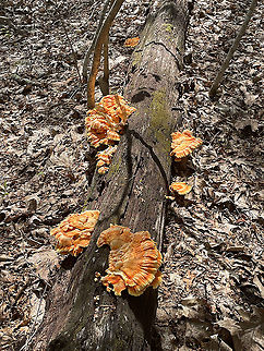 Chicken of the Woods - Laetiporus sulphureus Habitat: rotting wood; deciduous forest
https://www.jungledragon.com/image/118371/chicken_of_the_woods_-laetiporus_sulphureus.html
https://www.jungledragon.com/image/118374/chicken_of_the_woods_-laetiporus_sulphureus.html
https://www.jungledragon.com/image/118373/chicken_of_the_woods_-laetiporus_sulphureus.html
https://www.jungledragon.com/image/118372/chicken_of_the_woods_-_laetiporus_sulphureus.html Geotagged,Laetiporus sulphureus,Summer,United States