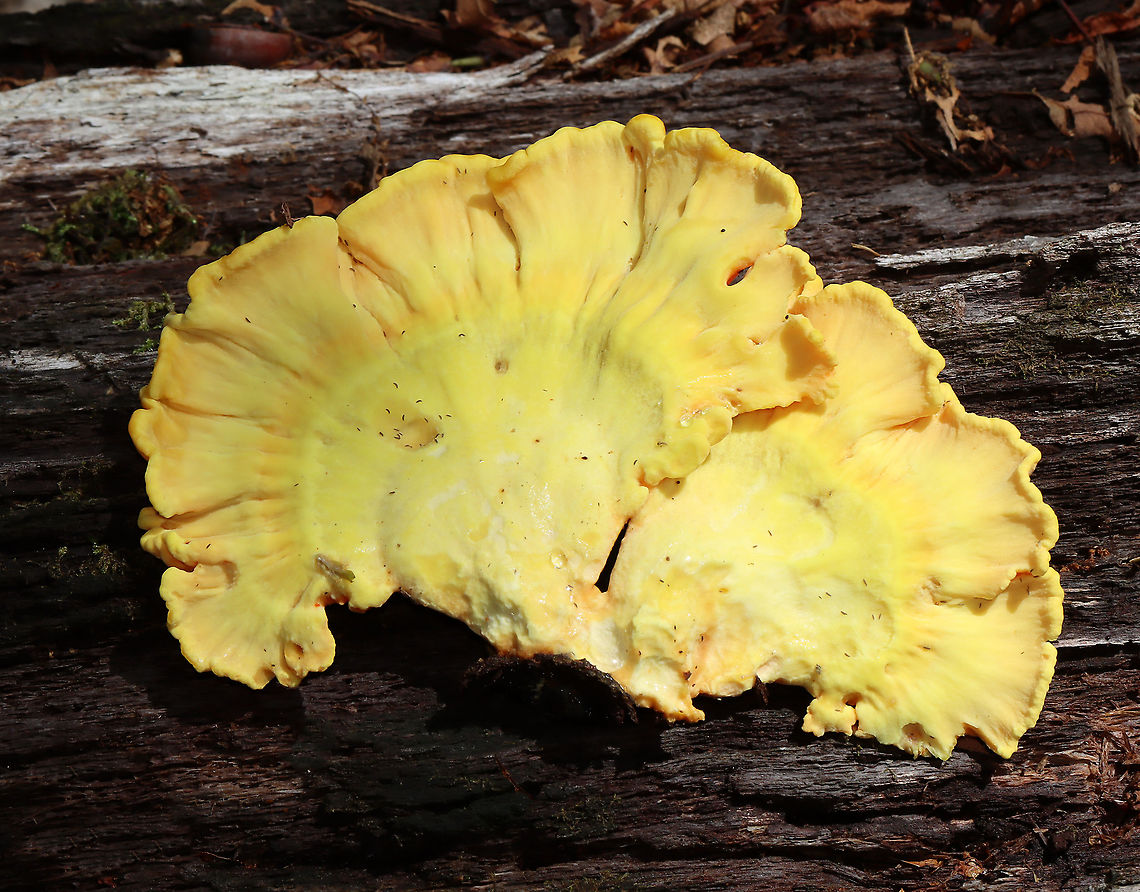 Chicken of the Woods -Laetiporus sulphureus Habitat: rotting wood; deciduous forest<br />
<figure class="photo"><a href="https://www.jungledragon.com/image/118371/chicken_of_the_woods_-laetiporus_sulphureus.html" title="Chicken of the Woods -Laetiporus sulphureus"><img src="https://s3.amazonaws.com/media.jungledragon.com/images/3232/118371_thumb.jpg?AWSAccessKeyId=05GMT0V3GWVNE7GGM1R2&Expires=1759968010&Signature=BvH6oYq6ntTHrvReZ7%2FwJd%2BKGmg%3D" width="200" height="146" alt="Chicken of the Woods -Laetiporus sulphureus Habitat: rotting wood; deciduous forest<br />
https://www.jungledragon.com/image/118371/chicken_of_the_woods_-laetiporus_sulphureus.html<br />
https://www.jungledragon.com/image/118374/chicken_of_the_woods_-laetiporus_sulphureus.html<br />
https://www.jungledragon.com/image/118373/chicken_of_the_woods_-laetiporus_sulphureus.html<br />
https://www.jungledragon.com/image/118372/chicken_of_the_woods_-_laetiporus_sulphureus.html Chicken of the Woods,Geotagged,Laetiporus,Laetiporus sulphureus,Summer,United States,fungus,mushroom,sulfur shelf" /></a></figure><br />
<figure class="photo"><a href="https://www.jungledragon.com/image/118374/chicken_of_the_woods_-laetiporus_sulphureus.html" title="Chicken of the Woods -Laetiporus sulphureus"><img src="https://s3.amazonaws.com/media.jungledragon.com/images/3232/118374_thumb.jpg?AWSAccessKeyId=05GMT0V3GWVNE7GGM1R2&Expires=1759968010&Signature=Tqc3dJOlU7ubWBxQeVYofuzKL%2B4%3D" width="200" height="138" alt="Chicken of the Woods -Laetiporus sulphureus Habitat: rotting wood; deciduous forest<br />
https://www.jungledragon.com/image/118371/chicken_of_the_woods_-laetiporus_sulphureus.html<br />
https://www.jungledragon.com/image/118374/chicken_of_the_woods_-laetiporus_sulphureus.html<br />
https://www.jungledragon.com/image/118373/chicken_of_the_woods_-laetiporus_sulphureus.html<br />
https://www.jungledragon.com/image/118372/chicken_of_the_woods_-_laetiporus_sulphureus.html Geotagged,Laetiporus sulphureus,Summer,United States" /></a></figure><br />
<figure class="photo"><a href="https://www.jungledragon.com/image/118373/chicken_of_the_woods_-laetiporus_sulphureus.html" title="Chicken of the Woods -Laetiporus sulphureus"><img src="https://s3.amazonaws.com/media.jungledragon.com/images/3232/118373_thumb.jpg?AWSAccessKeyId=05GMT0V3GWVNE7GGM1R2&Expires=1759968010&Signature=tF8z3pjKMAF15CRkPPZOsMjcVu0%3D" width="200" height="158" alt="Chicken of the Woods -Laetiporus sulphureus Habitat: rotting wood; deciduous forest<br />
https://www.jungledragon.com/image/118371/chicken_of_the_woods_-laetiporus_sulphureus.html<br />
https://www.jungledragon.com/image/118374/chicken_of_the_woods_-laetiporus_sulphureus.html<br />
https://www.jungledragon.com/image/118373/chicken_of_the_woods_-laetiporus_sulphureus.html<br />
https://www.jungledragon.com/image/118372/chicken_of_the_woods_-_laetiporus_sulphureus.html Geotagged,Laetiporus sulphureus,Summer,United States" /></a></figure><br />
<figure class="photo"><a href="https://www.jungledragon.com/image/118372/chicken_of_the_woods_-_laetiporus_sulphureus.html" title="Chicken of the Woods - Laetiporus sulphureus"><img src="https://s3.amazonaws.com/media.jungledragon.com/images/3232/118372_thumb.jpg?AWSAccessKeyId=05GMT0V3GWVNE7GGM1R2&Expires=1759968010&Signature=Yz6pJe1ZzlNW0gmctTJNaN2ys7k%3D" width="114" height="152" alt="Chicken of the Woods - Laetiporus sulphureus Habitat: rotting wood; deciduous forest<br />
https://www.jungledragon.com/image/118371/chicken_of_the_woods_-laetiporus_sulphureus.html<br />
https://www.jungledragon.com/image/118374/chicken_of_the_woods_-laetiporus_sulphureus.html<br />
https://www.jungledragon.com/image/118373/chicken_of_the_woods_-laetiporus_sulphureus.html<br />
https://www.jungledragon.com/image/118372/chicken_of_the_woods_-_laetiporus_sulphureus.html Geotagged,Laetiporus sulphureus,Summer,United States" /></a></figure> Geotagged,Laetiporus sulphureus,Summer,United States
