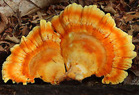 Chicken of the Woods -Laetiporus sulphureus Habitat: rotting wood; deciduous forest<br />
https://www.jungledragon.com/image/118371/chicken_of_the_woods_-laetiporus_sulphureus.html<br />
https://www.jungledragon.com/image/118374/chicken_of_the_woods_-laetiporus_sulphureus.html<br />
https://www.jungledragon.com/image/118373/chicken_of_the_woods_-laetiporus_sulphureus.html<br />
https://www.jungledragon.com/image/118372/chicken_of_the_woods_-_laetiporus_sulphureus.html Geotagged,Laetiporus sulphureus,Summer,United States