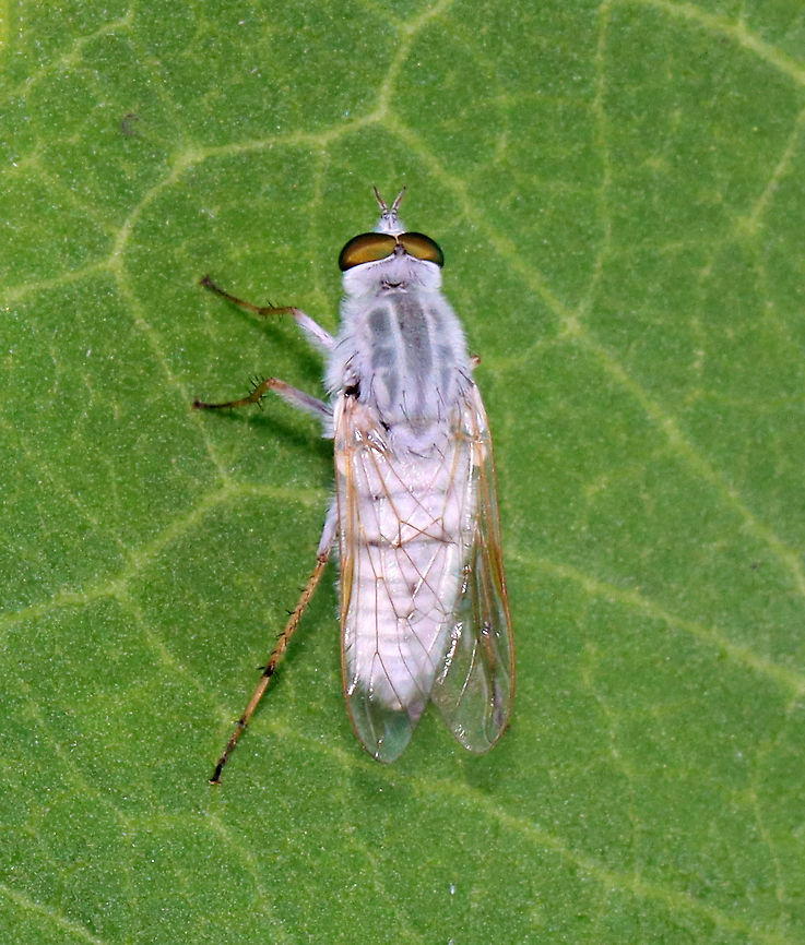 Stiletto Fly - Spiriverpa senex or Spiriverpa bella Habitat: Garden Geotagged,Spiriverpa,Stiletto Fly,Summer,Therevidae,United States,diptera,fly