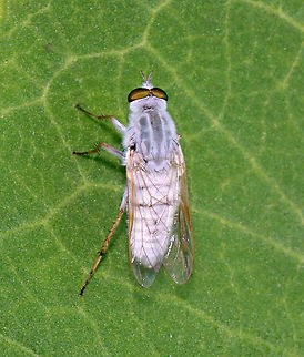 Stiletto Fly - Spiriverpa senex or Spiriverpa bella Habitat: Garden Geotagged,Spiriverpa,Stiletto Fly,Summer,Therevidae,United States,diptera,fly