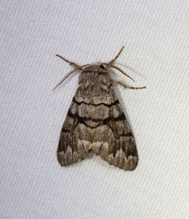 Eastern Panthea - Panthea furcilla WS: ~40 mm. Larvae feed on conifers.<br />
<br />
Habitat: Attracted to 365 and 395 nm lights in a semi-rural area<br />
<br />
2021(141) Eastern Panthea,Geotagged,Noctuidae,Panthea,Panthea furcilla,Summer,United States,moth