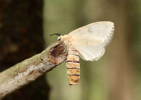Gypsy Moth (Lymantria dispar) -- Female This normally dense, gorgeous forest has been decimated -- defoliated by gypsy moth caterpillars. Most have since pupated and many have already emerged as adults such as this female who was seeking a spot to lay her eggs.

Habitat: Mesic, mixed forest


Sorry I go so fast with the video! I am a terrible videographer and was also getting bitten by incessant mosquitoes, which made me rush even more so than usual:
https://vimeo.com/575172728
https://vimeo.com/575177442

https://www.jungledragon.com/image/118385/gypsy_moth_female_lymantria_dispar.html
https://www.jungledragon.com/image/118393/gypsy_moth_lymantria_dispar_pupae_and_eggs.html
https://www.jungledragon.com/image/118392/gypsy_moths_lymantria_dispar_-_egg_masses_and_adults.html
https://www.jungledragon.com/image/118391/gypsy_moths_lymantria_dispar.html
https://www.jungledragon.com/image/118390/gypsy_moths_lymantria_dispar.html
https://www.jungledragon.com/image/118389/gypsy_moth_lymantria_dispar_--_female.html
https://www.jungledragon.com/image/118388/gypsy_moths_lymantria_dispar_--_male_females_eggs.html
https://www.jungledragon.com/image/118387/gypsy_moths_lymantria_dispar_--_pupae.html
https://www.jungledragon.com/image/118386/gypsy_moth_lymantria_dispar_--_female_laying_eggs.html Geotagged,Gypsy moth,Lymantria dispar,Summer,United States