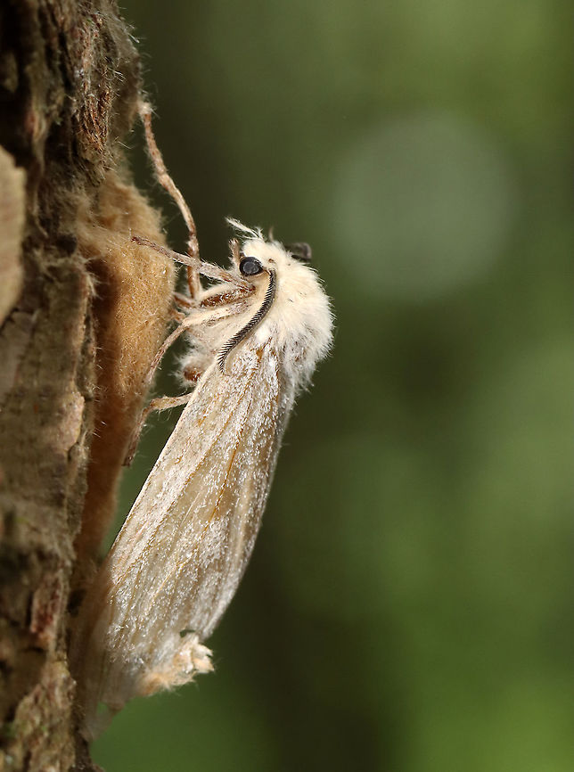 Gypsy Moth (Lymantria dispar) -- Female Laying Eggs This normally dense, gorgeous forest has been decimated -- defoliated by gypsy moth caterpillars. Most have since pupated and many have already emerged as adults such as this female who was laying eggs.<br />
<br />
Habitat: Mesic, mixed forest<br />
<br />
<br />
Sorry I go so fast with the video! I am a terrible videographer and was also getting bitten by incessant mosquitoes, which made me rush even more so than usual:<br />
<section class="video"><iframe width="448" height="252" src="https://player.vimeo.com/video/575172728?title=0&byline=0&portrait=0" frameborder="0"></iframe></section><br />
<section class="video"><iframe width="448" height="252" src="https://player.vimeo.com/video/575177442?title=0&byline=0&portrait=0" frameborder="0"></iframe></section><br />
<br />
<figure class="photo"><a href="https://www.jungledragon.com/image/118385/gypsy_moth_lymantria_dispar_--_female.html" title="Gypsy Moth (Lymantria dispar) -- Female"><img src="https://s3.amazonaws.com/media.jungledragon.com/images/3232/118385_thumb.jpg?AWSAccessKeyId=05GMT0V3GWVNE7GGM1R2&Expires=1759968010&Signature=mrc4MouHwr5c3mYmTK4XPFF6QB8%3D" width="200" height="144" alt="Gypsy Moth (Lymantria dispar) -- Female This normally dense, gorgeous forest has been decimated -- defoliated by gypsy moth caterpillars. Most have since pupated and many have already emerged as adults such as this female who was seeking a spot to lay her eggs.<br />
<br />
Habitat: Mesic, mixed forest<br />
<br />
<br />
Sorry I go so fast with the video! I am a terrible videographer and was also getting bitten by incessant mosquitoes, which made me rush even more so than usual:<br />
https://vimeo.com/575172728<br />
https://vimeo.com/575177442<br />
<br />
https://www.jungledragon.com/image/118385/gypsy_moth_female_lymantria_dispar.html<br />
https://www.jungledragon.com/image/118393/gypsy_moth_lymantria_dispar_pupae_and_eggs.html<br />
https://www.jungledragon.com/image/118392/gypsy_moths_lymantria_dispar_-_egg_masses_and_adults.html<br />
https://www.jungledragon.com/image/118391/gypsy_moths_lymantria_dispar.html<br />
https://www.jungledragon.com/image/118390/gypsy_moths_lymantria_dispar.html<br />
https://www.jungledragon.com/image/118389/gypsy_moth_lymantria_dispar_--_female.html<br />
https://www.jungledragon.com/image/118388/gypsy_moths_lymantria_dispar_--_male_females_eggs.html<br />
https://www.jungledragon.com/image/118387/gypsy_moths_lymantria_dispar_--_pupae.html<br />
https://www.jungledragon.com/image/118386/gypsy_moth_lymantria_dispar_--_female_laying_eggs.html Geotagged,Gypsy moth,Lymantria dispar,Summer,United States" /></a></figure><br />
<figure class="photo"><a href="https://www.jungledragon.com/image/118393/gypsy_moths_lymantria_dispar_--_pupae_and_eggs.html" title="Gypsy Moths (Lymantria dispar) -- Pupae and Eggs"><img src="https://s3.amazonaws.com/media.jungledragon.com/images/3232/118393_thumb.jpg?AWSAccessKeyId=05GMT0V3GWVNE7GGM1R2&Expires=1759968010&Signature=E%2FSnHHAFCglWIz9UA%2FeEHJ1aSLY%3D" width="114" height="152" alt="Gypsy Moths (Lymantria dispar) -- Pupae and Eggs This normally dense, gorgeous forest has been decimated -- defoliated by gypsy moth caterpillars. Most have since pupated and many have already emerged as adults. This photo shows mostly pupae with a few adults and egg masses.<br />
<br />
Habitat: Mesic, mixed forest<br />
<br />
<br />
Sorry I go so fast with the video! I am a terrible videographer and was also getting bitten by incessant mosquitoes, which made me rush even more so than usual:<br />
https://vimeo.com/575172728<br />
https://vimeo.com/575177442<br />
<br />
https://www.jungledragon.com/image/118385/gypsy_moth_female_lymantria_dispar.html<br />
https://www.jungledragon.com/image/118393/gypsy_moth_lymantria_dispar_pupae_and_eggs.html<br />
https://www.jungledragon.com/image/118392/gypsy_moths_lymantria_dispar_-_egg_masses_and_adults.html<br />
https://www.jungledragon.com/image/118391/gypsy_moths_lymantria_dispar.html<br />
https://www.jungledragon.com/image/118390/gypsy_moths_lymantria_dispar.html<br />
https://www.jungledragon.com/image/118389/gypsy_moth_lymantria_dispar_--_female.html<br />
https://www.jungledragon.com/image/118388/gypsy_moths_lymantria_dispar_--_male_females_eggs.html<br />
https://www.jungledragon.com/image/118387/gypsy_moths_lymantria_dispar_--_pupae.html<br />
https://www.jungledragon.com/image/118386/gypsy_moth_lymantria_dispar_--_female_laying_eggs.html Geotagged,Gypsy moth,Lymantria dispar,Summer,United States" /></a></figure><br />
<figure class="photo"><a href="https://www.jungledragon.com/image/118392/gypsy_moths_lymantria_dispar_--_egg_masses_and_adults.html" title="Gypsy Moths (Lymantria dispar) -- Egg Masses and Adults"><img src="https://s3.amazonaws.com/media.jungledragon.com/images/3232/118392_thumb.jpg?AWSAccessKeyId=05GMT0V3GWVNE7GGM1R2&Expires=1759968010&Signature=Hun74wdAC9tTNPXSK6TTc77hBeQ%3D" width="106" height="152" alt="Gypsy Moths (Lymantria dispar) -- Egg Masses and Adults This normally dense, gorgeous forest has been decimated -- defoliated by gypsy moth caterpillars. Most have since pupated and many have already emerged as adults.<br />
<br />
This photos shows adults and egg masses at the base of a tree...Look at all those dead moths on the ground!<br />
<br />
Habitat: Mesic, mixed forest<br />
<br />
<br />
Sorry I go so fast with the video! I am a terrible videographer and was also getting bitten by incessant mosquitoes, which made me rush even more so than usual:<br />
https://vimeo.com/575172728<br />
https://vimeo.com/575177442<br />
<br />
https://www.jungledragon.com/image/118385/gypsy_moth_female_lymantria_dispar.html<br />
https://www.jungledragon.com/image/118393/gypsy_moth_lymantria_dispar_pupae_and_eggs.html<br />
https://www.jungledragon.com/image/118392/gypsy_moths_lymantria_dispar_-_egg_masses_and_adults.html<br />
https://www.jungledragon.com/image/118391/gypsy_moths_lymantria_dispar.html<br />
https://www.jungledragon.com/image/118390/gypsy_moths_lymantria_dispar.html<br />
https://www.jungledragon.com/image/118389/gypsy_moth_lymantria_dispar_--_female.html<br />
https://www.jungledragon.com/image/118388/gypsy_moths_lymantria_dispar_--_male_females_eggs.html<br />
https://www.jungledragon.com/image/118387/gypsy_moths_lymantria_dispar_--_pupae.html<br />
https://www.jungledragon.com/image/118386/gypsy_moth_lymantria_dispar_--_female_laying_eggs.html Geotagged,Gypsy moth,Lymantria dispar,Summer,United States" /></a></figure><br />
<figure class="photo"><a href="https://www.jungledragon.com/image/118391/gypsy_moths_lymantria_dispar.html" title="Gypsy Moths (Lymantria dispar)"><img src="https://s3.amazonaws.com/media.jungledragon.com/images/3232/118391_thumb.jpg?AWSAccessKeyId=05GMT0V3GWVNE7GGM1R2&Expires=1759968010&Signature=7vha7KioWY91IMyva%2FYD0cLXBRc%3D" width="112" height="152" alt="Gypsy Moths (Lymantria dispar) This normally dense, gorgeous forest has been decimated -- defoliated by gypsy moth caterpillars. Most have since pupated and many have already emerged as adults.<br />
<br />
Habitat: Mesic, mixed forest<br />
<br />
<br />
Sorry I go so fast with the video! I am a terrible videographer and was also getting bitten by incessant mosquitoes, which made me rush even more so than usual:<br />
https://vimeo.com/575172728<br />
https://vimeo.com/575177442<br />
<br />
https://www.jungledragon.com/image/118385/gypsy_moth_female_lymantria_dispar.html<br />
https://www.jungledragon.com/image/118393/gypsy_moth_lymantria_dispar_pupae_and_eggs.html<br />
https://www.jungledragon.com/image/118392/gypsy_moths_lymantria_dispar_-_egg_masses_and_adults.html<br />
https://www.jungledragon.com/image/118391/gypsy_moths_lymantria_dispar.html<br />
https://www.jungledragon.com/image/118390/gypsy_moths_lymantria_dispar.html<br />
https://www.jungledragon.com/image/118389/gypsy_moth_lymantria_dispar_--_female.html<br />
https://www.jungledragon.com/image/118388/gypsy_moths_lymantria_dispar_--_male_females_eggs.html<br />
https://www.jungledragon.com/image/118387/gypsy_moths_lymantria_dispar_--_pupae.html<br />
https://www.jungledragon.com/image/118386/gypsy_moth_lymantria_dispar_--_female_laying_eggs.html Geotagged,Gypsy moth,Lymantria dispar,Summer,United States" /></a></figure><br />
<figure class="photo"><a href="https://www.jungledragon.com/image/118390/gypsy_moths_lymantria_dispar.html" title="Gypsy Moths (Lymantria dispar)"><img src="https://s3.amazonaws.com/media.jungledragon.com/images/3232/118390_thumb.jpg?AWSAccessKeyId=05GMT0V3GWVNE7GGM1R2&Expires=1759968010&Signature=rwwvsGHjLIW0eLtWowqz48%2F7UCc%3D" width="200" height="156" alt="Gypsy Moths (Lymantria dispar) This normally dense, gorgeous forest has been decimated -- defoliated by gypsy moth caterpillars. Most have since pupated and many have already emerged as adults.<br />
<br />
The conifer in this photo had been defoliated of its needles and there were clumps of pupae and egg masses woven in the branches.<br />
<br />
Habitat: Mesic, mixed forest<br />
<br />
<br />
Sorry I go so fast with the video! I am a terrible videographer and was also getting bitten by incessant mosquitoes, which made me rush even more so than usual:<br />
https://vimeo.com/575172728<br />
https://vimeo.com/575177442<br />
<br />
https://www.jungledragon.com/image/118385/gypsy_moth_female_lymantria_dispar.html<br />
https://www.jungledragon.com/image/118393/gypsy_moth_lymantria_dispar_pupae_and_eggs.html<br />
https://www.jungledragon.com/image/118392/gypsy_moths_lymantria_dispar_-_egg_masses_and_adults.html<br />
https://www.jungledragon.com/image/118391/gypsy_moths_lymantria_dispar.html<br />
https://www.jungledragon.com/image/118390/gypsy_moths_lymantria_dispar.html<br />
https://www.jungledragon.com/image/118389/gypsy_moth_lymantria_dispar_--_female.html<br />
https://www.jungledragon.com/image/118388/gypsy_moths_lymantria_dispar_--_male_females_eggs.html<br />
https://www.jungledragon.com/image/118387/gypsy_moths_lymantria_dispar_--_pupae.html<br />
https://www.jungledragon.com/image/118386/gypsy_moth_lymantria_dispar_--_female_laying_eggs.html Geotagged,Gypsy moth,Lymantria dispar,Summer,United States" /></a></figure><br />
<figure class="photo"><a href="https://www.jungledragon.com/image/118389/gypsy_moth_lymantria_dispar_--_female.html" title="Gypsy Moth (Lymantria dispar) -- Female"><img src="https://s3.amazonaws.com/media.jungledragon.com/images/3232/118389_thumb.jpg?AWSAccessKeyId=05GMT0V3GWVNE7GGM1R2&Expires=1759968010&Signature=sxV2ENXQgdfVgN%2BN6A5oa3g7vMk%3D" width="124" height="152" alt="Gypsy Moth (Lymantria dispar) -- Female This normally dense, gorgeous forest has been decimated -- defoliated by gypsy moth caterpillars. Most have since pupated and many have already emerged as adults such as this female who was laying eggs.<br />
<br />
Habitat: Mesic, mixed forest<br />
<br />
<br />
Sorry I go so fast with the video! I am a terrible videographer and was also getting bitten by incessant mosquitoes, which made me rush even more so than usual:<br />
https://vimeo.com/575172728<br />
https://vimeo.com/575177442<br />
<br />
https://www.jungledragon.com/image/118385/gypsy_moth_female_lymantria_dispar.html<br />
https://www.jungledragon.com/image/118393/gypsy_moth_lymantria_dispar_pupae_and_eggs.html<br />
https://www.jungledragon.com/image/118392/gypsy_moths_lymantria_dispar_-_egg_masses_and_adults.html<br />
https://www.jungledragon.com/image/118391/gypsy_moths_lymantria_dispar.html<br />
https://www.jungledragon.com/image/118390/gypsy_moths_lymantria_dispar.html<br />
https://www.jungledragon.com/image/118389/gypsy_moth_lymantria_dispar_--_female.html<br />
https://www.jungledragon.com/image/118388/gypsy_moths_lymantria_dispar_--_male_females_eggs.html<br />
https://www.jungledragon.com/image/118387/gypsy_moths_lymantria_dispar_--_pupae.html<br />
https://www.jungledragon.com/image/118386/gypsy_moth_lymantria_dispar_--_female_laying_eggs.html Geotagged,Gypsy moth,Lymantria dispar,Summer,United States" /></a></figure><br />
<figure class="photo"><a href="https://www.jungledragon.com/image/118388/gypsy_moths_lymantria_dispar_--_male_females_eggs.html" title="Gypsy Moths (Lymantria dispar) -- Male, Females, Eggs"><img src="https://s3.amazonaws.com/media.jungledragon.com/images/3232/118388_thumb.jpg?AWSAccessKeyId=05GMT0V3GWVNE7GGM1R2&Expires=1759968010&Signature=uXKVsP9yeOQ65QoPqCK1EDO7xlU%3D" width="114" height="152" alt="Gypsy Moths (Lymantria dispar) -- Male, Females, Eggs This normally dense, gorgeous forest has been decimated -- defoliated by gypsy moth caterpillars. Most have since pupated and many have already emerged as adults.<br />
<br />
In this photo, a male appeared to be trying to mate with a female who had already laid her eggs and was dead.<br />
<br />
Habitat: Mesic, mixed forest<br />
<br />
<br />
Sorry I go so fast with the video! I am a terrible videographer and was also getting bitten by incessant mosquitoes, which made me rush even more so than usual:<br />
https://vimeo.com/575172728<br />
https://vimeo.com/575177442<br />
<br />
https://www.jungledragon.com/image/118385/gypsy_moth_female_lymantria_dispar.html<br />
https://www.jungledragon.com/image/118393/gypsy_moth_lymantria_dispar_pupae_and_eggs.html<br />
https://www.jungledragon.com/image/118392/gypsy_moths_lymantria_dispar_-_egg_masses_and_adults.html<br />
https://www.jungledragon.com/image/118391/gypsy_moths_lymantria_dispar.html<br />
https://www.jungledragon.com/image/118390/gypsy_moths_lymantria_dispar.html<br />
https://www.jungledragon.com/image/118389/gypsy_moth_lymantria_dispar_--_female.html<br />
https://www.jungledragon.com/image/118388/gypsy_moths_lymantria_dispar_--_male_females_eggs.html<br />
https://www.jungledragon.com/image/118387/gypsy_moths_lymantria_dispar_--_pupae.html<br />
https://www.jungledragon.com/image/118386/gypsy_moth_lymantria_dispar_--_female_laying_eggs.html Geotagged,Gypsy moth,Lymantria dispar,Summer,United States" /></a></figure><br />
<figure class="photo"><a href="https://www.jungledragon.com/image/118387/gypsy_moths_lymantria_dispar_--_pupae.html" title="Gypsy Moths (Lymantria dispar) -- Pupae"><img src="https://s3.amazonaws.com/media.jungledragon.com/images/3232/118387_thumb.jpg?AWSAccessKeyId=05GMT0V3GWVNE7GGM1R2&Expires=1759968010&Signature=PLNTqmaqQYucr5K7mr1anK43VM8%3D" width="126" height="152" alt="Gypsy Moths (Lymantria dispar) -- Pupae This normally dense, gorgeous forest has been decimated -- defoliated by gypsy moth caterpillars. Most have since pupated and many have already emerged as adults.<br />
<br />
The pupae in this photo were wriggling a lot and I think they were still in the process of pupating.<br />
<br />
Habitat: Mesic, mixed forest<br />
<br />
<br />
Sorry I go so fast with the video! I am a terrible videographer and was also getting bitten by incessant mosquitoes, which made me rush even more so than usual:<br />
https://vimeo.com/575172728<br />
https://vimeo.com/575177442<br />
<br />
https://www.jungledragon.com/image/118385/gypsy_moth_female_lymantria_dispar.html<br />
https://www.jungledragon.com/image/118393/gypsy_moth_lymantria_dispar_pupae_and_eggs.html<br />
https://www.jungledragon.com/image/118392/gypsy_moths_lymantria_dispar_-_egg_masses_and_adults.html<br />
https://www.jungledragon.com/image/118391/gypsy_moths_lymantria_dispar.html<br />
https://www.jungledragon.com/image/118390/gypsy_moths_lymantria_dispar.html<br />
https://www.jungledragon.com/image/118389/gypsy_moth_lymantria_dispar_--_female.html<br />
https://www.jungledragon.com/image/118388/gypsy_moths_lymantria_dispar_--_male_females_eggs.html<br />
https://www.jungledragon.com/image/118387/gypsy_moths_lymantria_dispar_--_pupae.html<br />
https://www.jungledragon.com/image/118386/gypsy_moth_lymantria_dispar_--_female_laying_eggs.html Geotagged,Gypsy moth,Lymantria dispar,Summer,United States" /></a></figure><br />
<figure class="photo"><a href="https://www.jungledragon.com/image/118386/gypsy_moth_lymantria_dispar_--_female_laying_eggs.html" title="Gypsy Moth (Lymantria dispar) -- Female Laying Eggs"><img src="https://s3.amazonaws.com/media.jungledragon.com/images/3232/118386_thumb.jpg?AWSAccessKeyId=05GMT0V3GWVNE7GGM1R2&Expires=1759968010&Signature=edAc9A9ZACRGDxGtUq7OsQoLfYE%3D" width="114" height="152" alt="Gypsy Moth (Lymantria dispar) -- Female Laying Eggs This normally dense, gorgeous forest has been decimated -- defoliated by gypsy moth caterpillars. Most have since pupated and many have already emerged as adults such as this female who was laying eggs.<br />
<br />
Habitat: Mesic, mixed forest<br />
<br />
<br />
Sorry I go so fast with the video! I am a terrible videographer and was also getting bitten by incessant mosquitoes, which made me rush even more so than usual:<br />
https://vimeo.com/575172728<br />
https://vimeo.com/575177442<br />
<br />
https://www.jungledragon.com/image/118385/gypsy_moth_female_lymantria_dispar.html<br />
https://www.jungledragon.com/image/118393/gypsy_moth_lymantria_dispar_pupae_and_eggs.html<br />
https://www.jungledragon.com/image/118392/gypsy_moths_lymantria_dispar_-_egg_masses_and_adults.html<br />
https://www.jungledragon.com/image/118391/gypsy_moths_lymantria_dispar.html<br />
https://www.jungledragon.com/image/118390/gypsy_moths_lymantria_dispar.html<br />
https://www.jungledragon.com/image/118389/gypsy_moth_lymantria_dispar_--_female.html<br />
https://www.jungledragon.com/image/118388/gypsy_moths_lymantria_dispar_--_male_females_eggs.html<br />
https://www.jungledragon.com/image/118387/gypsy_moths_lymantria_dispar_--_pupae.html<br />
https://www.jungledragon.com/image/118386/gypsy_moth_lymantria_dispar_--_female_laying_eggs.html Geotagged,Gypsy moth,Lymantria dispar,Summer,United States" /></a></figure> Geotagged,Gypsy moth,Lymantria dispar,Summer,United States