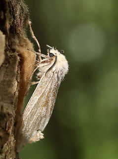 Gypsy Moth (Lymantria dispar) -- Female Laying Eggs This normally dense, gorgeous forest has been decimated -- defoliated by gypsy moth caterpillars. Most have since pupated and many have already emerged as adults such as this female who was laying eggs.

Habitat: Mesic, mixed forest


Sorry I go so fast with the video! I am a terrible videographer and was also getting bitten by incessant mosquitoes, which made me rush even more so than usual:
https://vimeo.com/575172728
https://vimeo.com/575177442

https://www.jungledragon.com/image/118385/gypsy_moth_female_lymantria_dispar.html
https://www.jungledragon.com/image/118393/gypsy_moth_lymantria_dispar_pupae_and_eggs.html
https://www.jungledragon.com/image/118392/gypsy_moths_lymantria_dispar_-_egg_masses_and_adults.html
https://www.jungledragon.com/image/118391/gypsy_moths_lymantria_dispar.html
https://www.jungledragon.com/image/118390/gypsy_moths_lymantria_dispar.html
https://www.jungledragon.com/image/118389/gypsy_moth_lymantria_dispar_--_female.html
https://www.jungledragon.com/image/118388/gypsy_moths_lymantria_dispar_--_male_females_eggs.html
https://www.jungledragon.com/image/118387/gypsy_moths_lymantria_dispar_--_pupae.html
https://www.jungledragon.com/image/118386/gypsy_moth_lymantria_dispar_--_female_laying_eggs.html Geotagged,Gypsy moth,Lymantria dispar,Summer,United States