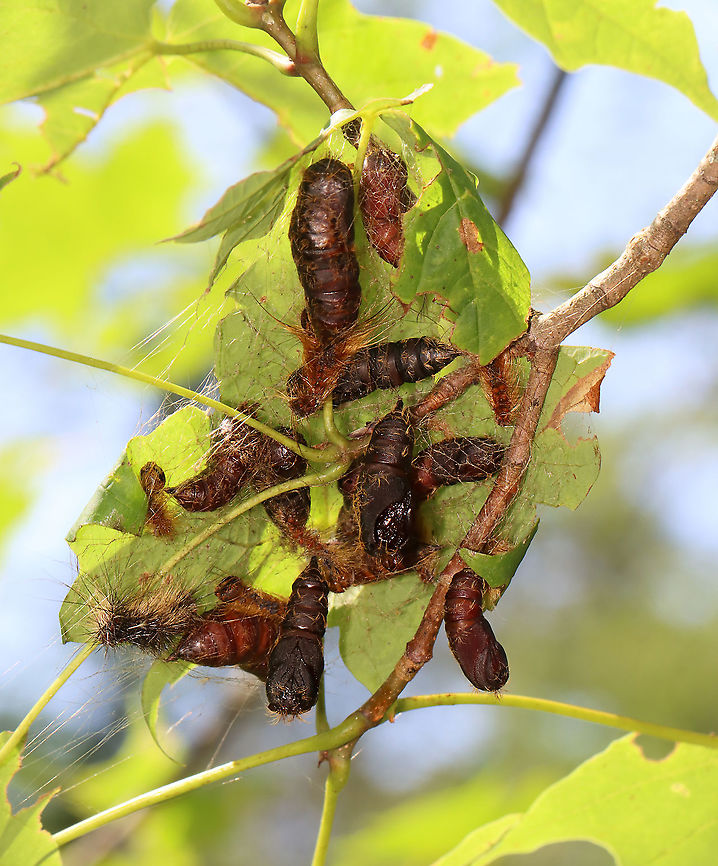 Gypsy Moths (Lymantria dispar) -- Pupae This normally dense, gorgeous forest has been decimated -- defoliated by gypsy moth caterpillars. Most have since pupated and many have already emerged as adults.<br />
<br />
The pupae in this photo were wriggling a lot and I think they were still in the process of pupating.<br />
<br />
Habitat: Mesic, mixed forest<br />
<br />
<br />
Sorry I go so fast with the video! I am a terrible videographer and was also getting bitten by incessant mosquitoes, which made me rush even more so than usual:<br />
<section class="video"><iframe width="448" height="252" src="https://player.vimeo.com/video/575172728?title=0&byline=0&portrait=0" frameborder="0"></iframe></section><br />
<section class="video"><iframe width="448" height="252" src="https://player.vimeo.com/video/575177442?title=0&byline=0&portrait=0" frameborder="0"></iframe></section><br />
<br />
<figure class="photo"><a href="https://www.jungledragon.com/image/118385/gypsy_moth_lymantria_dispar_--_female.html" title="Gypsy Moth (Lymantria dispar) -- Female"><img src="https://s3.amazonaws.com/media.jungledragon.com/images/3232/118385_thumb.jpg?AWSAccessKeyId=05GMT0V3GWVNE7GGM1R2&Expires=1759968010&Signature=mrc4MouHwr5c3mYmTK4XPFF6QB8%3D" width="200" height="144" alt="Gypsy Moth (Lymantria dispar) -- Female This normally dense, gorgeous forest has been decimated -- defoliated by gypsy moth caterpillars. Most have since pupated and many have already emerged as adults such as this female who was seeking a spot to lay her eggs.<br />
<br />
Habitat: Mesic, mixed forest<br />
<br />
<br />
Sorry I go so fast with the video! I am a terrible videographer and was also getting bitten by incessant mosquitoes, which made me rush even more so than usual:<br />
https://vimeo.com/575172728<br />
https://vimeo.com/575177442<br />
<br />
https://www.jungledragon.com/image/118385/gypsy_moth_female_lymantria_dispar.html<br />
https://www.jungledragon.com/image/118393/gypsy_moth_lymantria_dispar_pupae_and_eggs.html<br />
https://www.jungledragon.com/image/118392/gypsy_moths_lymantria_dispar_-_egg_masses_and_adults.html<br />
https://www.jungledragon.com/image/118391/gypsy_moths_lymantria_dispar.html<br />
https://www.jungledragon.com/image/118390/gypsy_moths_lymantria_dispar.html<br />
https://www.jungledragon.com/image/118389/gypsy_moth_lymantria_dispar_--_female.html<br />
https://www.jungledragon.com/image/118388/gypsy_moths_lymantria_dispar_--_male_females_eggs.html<br />
https://www.jungledragon.com/image/118387/gypsy_moths_lymantria_dispar_--_pupae.html<br />
https://www.jungledragon.com/image/118386/gypsy_moth_lymantria_dispar_--_female_laying_eggs.html Geotagged,Gypsy moth,Lymantria dispar,Summer,United States" /></a></figure><br />
<figure class="photo"><a href="https://www.jungledragon.com/image/118393/gypsy_moths_lymantria_dispar_--_pupae_and_eggs.html" title="Gypsy Moths (Lymantria dispar) -- Pupae and Eggs"><img src="https://s3.amazonaws.com/media.jungledragon.com/images/3232/118393_thumb.jpg?AWSAccessKeyId=05GMT0V3GWVNE7GGM1R2&Expires=1759968010&Signature=E%2FSnHHAFCglWIz9UA%2FeEHJ1aSLY%3D" width="114" height="152" alt="Gypsy Moths (Lymantria dispar) -- Pupae and Eggs This normally dense, gorgeous forest has been decimated -- defoliated by gypsy moth caterpillars. Most have since pupated and many have already emerged as adults. This photo shows mostly pupae with a few adults and egg masses.<br />
<br />
Habitat: Mesic, mixed forest<br />
<br />
<br />
Sorry I go so fast with the video! I am a terrible videographer and was also getting bitten by incessant mosquitoes, which made me rush even more so than usual:<br />
https://vimeo.com/575172728<br />
https://vimeo.com/575177442<br />
<br />
https://www.jungledragon.com/image/118385/gypsy_moth_female_lymantria_dispar.html<br />
https://www.jungledragon.com/image/118393/gypsy_moth_lymantria_dispar_pupae_and_eggs.html<br />
https://www.jungledragon.com/image/118392/gypsy_moths_lymantria_dispar_-_egg_masses_and_adults.html<br />
https://www.jungledragon.com/image/118391/gypsy_moths_lymantria_dispar.html<br />
https://www.jungledragon.com/image/118390/gypsy_moths_lymantria_dispar.html<br />
https://www.jungledragon.com/image/118389/gypsy_moth_lymantria_dispar_--_female.html<br />
https://www.jungledragon.com/image/118388/gypsy_moths_lymantria_dispar_--_male_females_eggs.html<br />
https://www.jungledragon.com/image/118387/gypsy_moths_lymantria_dispar_--_pupae.html<br />
https://www.jungledragon.com/image/118386/gypsy_moth_lymantria_dispar_--_female_laying_eggs.html Geotagged,Gypsy moth,Lymantria dispar,Summer,United States" /></a></figure><br />
<figure class="photo"><a href="https://www.jungledragon.com/image/118392/gypsy_moths_lymantria_dispar_--_egg_masses_and_adults.html" title="Gypsy Moths (Lymantria dispar) -- Egg Masses and Adults"><img src="https://s3.amazonaws.com/media.jungledragon.com/images/3232/118392_thumb.jpg?AWSAccessKeyId=05GMT0V3GWVNE7GGM1R2&Expires=1759968010&Signature=Hun74wdAC9tTNPXSK6TTc77hBeQ%3D" width="106" height="152" alt="Gypsy Moths (Lymantria dispar) -- Egg Masses and Adults This normally dense, gorgeous forest has been decimated -- defoliated by gypsy moth caterpillars. Most have since pupated and many have already emerged as adults.<br />
<br />
This photos shows adults and egg masses at the base of a tree...Look at all those dead moths on the ground!<br />
<br />
Habitat: Mesic, mixed forest<br />
<br />
<br />
Sorry I go so fast with the video! I am a terrible videographer and was also getting bitten by incessant mosquitoes, which made me rush even more so than usual:<br />
https://vimeo.com/575172728<br />
https://vimeo.com/575177442<br />
<br />
https://www.jungledragon.com/image/118385/gypsy_moth_female_lymantria_dispar.html<br />
https://www.jungledragon.com/image/118393/gypsy_moth_lymantria_dispar_pupae_and_eggs.html<br />
https://www.jungledragon.com/image/118392/gypsy_moths_lymantria_dispar_-_egg_masses_and_adults.html<br />
https://www.jungledragon.com/image/118391/gypsy_moths_lymantria_dispar.html<br />
https://www.jungledragon.com/image/118390/gypsy_moths_lymantria_dispar.html<br />
https://www.jungledragon.com/image/118389/gypsy_moth_lymantria_dispar_--_female.html<br />
https://www.jungledragon.com/image/118388/gypsy_moths_lymantria_dispar_--_male_females_eggs.html<br />
https://www.jungledragon.com/image/118387/gypsy_moths_lymantria_dispar_--_pupae.html<br />
https://www.jungledragon.com/image/118386/gypsy_moth_lymantria_dispar_--_female_laying_eggs.html Geotagged,Gypsy moth,Lymantria dispar,Summer,United States" /></a></figure><br />
<figure class="photo"><a href="https://www.jungledragon.com/image/118391/gypsy_moths_lymantria_dispar.html" title="Gypsy Moths (Lymantria dispar)"><img src="https://s3.amazonaws.com/media.jungledragon.com/images/3232/118391_thumb.jpg?AWSAccessKeyId=05GMT0V3GWVNE7GGM1R2&Expires=1759968010&Signature=7vha7KioWY91IMyva%2FYD0cLXBRc%3D" width="112" height="152" alt="Gypsy Moths (Lymantria dispar) This normally dense, gorgeous forest has been decimated -- defoliated by gypsy moth caterpillars. Most have since pupated and many have already emerged as adults.<br />
<br />
Habitat: Mesic, mixed forest<br />
<br />
<br />
Sorry I go so fast with the video! I am a terrible videographer and was also getting bitten by incessant mosquitoes, which made me rush even more so than usual:<br />
https://vimeo.com/575172728<br />
https://vimeo.com/575177442<br />
<br />
https://www.jungledragon.com/image/118385/gypsy_moth_female_lymantria_dispar.html<br />
https://www.jungledragon.com/image/118393/gypsy_moth_lymantria_dispar_pupae_and_eggs.html<br />
https://www.jungledragon.com/image/118392/gypsy_moths_lymantria_dispar_-_egg_masses_and_adults.html<br />
https://www.jungledragon.com/image/118391/gypsy_moths_lymantria_dispar.html<br />
https://www.jungledragon.com/image/118390/gypsy_moths_lymantria_dispar.html<br />
https://www.jungledragon.com/image/118389/gypsy_moth_lymantria_dispar_--_female.html<br />
https://www.jungledragon.com/image/118388/gypsy_moths_lymantria_dispar_--_male_females_eggs.html<br />
https://www.jungledragon.com/image/118387/gypsy_moths_lymantria_dispar_--_pupae.html<br />
https://www.jungledragon.com/image/118386/gypsy_moth_lymantria_dispar_--_female_laying_eggs.html Geotagged,Gypsy moth,Lymantria dispar,Summer,United States" /></a></figure><br />
<figure class="photo"><a href="https://www.jungledragon.com/image/118390/gypsy_moths_lymantria_dispar.html" title="Gypsy Moths (Lymantria dispar)"><img src="https://s3.amazonaws.com/media.jungledragon.com/images/3232/118390_thumb.jpg?AWSAccessKeyId=05GMT0V3GWVNE7GGM1R2&Expires=1759968010&Signature=rwwvsGHjLIW0eLtWowqz48%2F7UCc%3D" width="200" height="156" alt="Gypsy Moths (Lymantria dispar) This normally dense, gorgeous forest has been decimated -- defoliated by gypsy moth caterpillars. Most have since pupated and many have already emerged as adults.<br />
<br />
The conifer in this photo had been defoliated of its needles and there were clumps of pupae and egg masses woven in the branches.<br />
<br />
Habitat: Mesic, mixed forest<br />
<br />
<br />
Sorry I go so fast with the video! I am a terrible videographer and was also getting bitten by incessant mosquitoes, which made me rush even more so than usual:<br />
https://vimeo.com/575172728<br />
https://vimeo.com/575177442<br />
<br />
https://www.jungledragon.com/image/118385/gypsy_moth_female_lymantria_dispar.html<br />
https://www.jungledragon.com/image/118393/gypsy_moth_lymantria_dispar_pupae_and_eggs.html<br />
https://www.jungledragon.com/image/118392/gypsy_moths_lymantria_dispar_-_egg_masses_and_adults.html<br />
https://www.jungledragon.com/image/118391/gypsy_moths_lymantria_dispar.html<br />
https://www.jungledragon.com/image/118390/gypsy_moths_lymantria_dispar.html<br />
https://www.jungledragon.com/image/118389/gypsy_moth_lymantria_dispar_--_female.html<br />
https://www.jungledragon.com/image/118388/gypsy_moths_lymantria_dispar_--_male_females_eggs.html<br />
https://www.jungledragon.com/image/118387/gypsy_moths_lymantria_dispar_--_pupae.html<br />
https://www.jungledragon.com/image/118386/gypsy_moth_lymantria_dispar_--_female_laying_eggs.html Geotagged,Gypsy moth,Lymantria dispar,Summer,United States" /></a></figure><br />
<figure class="photo"><a href="https://www.jungledragon.com/image/118389/gypsy_moth_lymantria_dispar_--_female.html" title="Gypsy Moth (Lymantria dispar) -- Female"><img src="https://s3.amazonaws.com/media.jungledragon.com/images/3232/118389_thumb.jpg?AWSAccessKeyId=05GMT0V3GWVNE7GGM1R2&Expires=1759968010&Signature=sxV2ENXQgdfVgN%2BN6A5oa3g7vMk%3D" width="124" height="152" alt="Gypsy Moth (Lymantria dispar) -- Female This normally dense, gorgeous forest has been decimated -- defoliated by gypsy moth caterpillars. Most have since pupated and many have already emerged as adults such as this female who was laying eggs.<br />
<br />
Habitat: Mesic, mixed forest<br />
<br />
<br />
Sorry I go so fast with the video! I am a terrible videographer and was also getting bitten by incessant mosquitoes, which made me rush even more so than usual:<br />
https://vimeo.com/575172728<br />
https://vimeo.com/575177442<br />
<br />
https://www.jungledragon.com/image/118385/gypsy_moth_female_lymantria_dispar.html<br />
https://www.jungledragon.com/image/118393/gypsy_moth_lymantria_dispar_pupae_and_eggs.html<br />
https://www.jungledragon.com/image/118392/gypsy_moths_lymantria_dispar_-_egg_masses_and_adults.html<br />
https://www.jungledragon.com/image/118391/gypsy_moths_lymantria_dispar.html<br />
https://www.jungledragon.com/image/118390/gypsy_moths_lymantria_dispar.html<br />
https://www.jungledragon.com/image/118389/gypsy_moth_lymantria_dispar_--_female.html<br />
https://www.jungledragon.com/image/118388/gypsy_moths_lymantria_dispar_--_male_females_eggs.html<br />
https://www.jungledragon.com/image/118387/gypsy_moths_lymantria_dispar_--_pupae.html<br />
https://www.jungledragon.com/image/118386/gypsy_moth_lymantria_dispar_--_female_laying_eggs.html Geotagged,Gypsy moth,Lymantria dispar,Summer,United States" /></a></figure><br />
<figure class="photo"><a href="https://www.jungledragon.com/image/118388/gypsy_moths_lymantria_dispar_--_male_females_eggs.html" title="Gypsy Moths (Lymantria dispar) -- Male, Females, Eggs"><img src="https://s3.amazonaws.com/media.jungledragon.com/images/3232/118388_thumb.jpg?AWSAccessKeyId=05GMT0V3GWVNE7GGM1R2&Expires=1759968010&Signature=uXKVsP9yeOQ65QoPqCK1EDO7xlU%3D" width="114" height="152" alt="Gypsy Moths (Lymantria dispar) -- Male, Females, Eggs This normally dense, gorgeous forest has been decimated -- defoliated by gypsy moth caterpillars. Most have since pupated and many have already emerged as adults.<br />
<br />
In this photo, a male appeared to be trying to mate with a female who had already laid her eggs and was dead.<br />
<br />
Habitat: Mesic, mixed forest<br />
<br />
<br />
Sorry I go so fast with the video! I am a terrible videographer and was also getting bitten by incessant mosquitoes, which made me rush even more so than usual:<br />
https://vimeo.com/575172728<br />
https://vimeo.com/575177442<br />
<br />
https://www.jungledragon.com/image/118385/gypsy_moth_female_lymantria_dispar.html<br />
https://www.jungledragon.com/image/118393/gypsy_moth_lymantria_dispar_pupae_and_eggs.html<br />
https://www.jungledragon.com/image/118392/gypsy_moths_lymantria_dispar_-_egg_masses_and_adults.html<br />
https://www.jungledragon.com/image/118391/gypsy_moths_lymantria_dispar.html<br />
https://www.jungledragon.com/image/118390/gypsy_moths_lymantria_dispar.html<br />
https://www.jungledragon.com/image/118389/gypsy_moth_lymantria_dispar_--_female.html<br />
https://www.jungledragon.com/image/118388/gypsy_moths_lymantria_dispar_--_male_females_eggs.html<br />
https://www.jungledragon.com/image/118387/gypsy_moths_lymantria_dispar_--_pupae.html<br />
https://www.jungledragon.com/image/118386/gypsy_moth_lymantria_dispar_--_female_laying_eggs.html Geotagged,Gypsy moth,Lymantria dispar,Summer,United States" /></a></figure><br />
<figure class="photo"><a href="https://www.jungledragon.com/image/118387/gypsy_moths_lymantria_dispar_--_pupae.html" title="Gypsy Moths (Lymantria dispar) -- Pupae"><img src="https://s3.amazonaws.com/media.jungledragon.com/images/3232/118387_thumb.jpg?AWSAccessKeyId=05GMT0V3GWVNE7GGM1R2&Expires=1759968010&Signature=PLNTqmaqQYucr5K7mr1anK43VM8%3D" width="126" height="152" alt="Gypsy Moths (Lymantria dispar) -- Pupae This normally dense, gorgeous forest has been decimated -- defoliated by gypsy moth caterpillars. Most have since pupated and many have already emerged as adults.<br />
<br />
The pupae in this photo were wriggling a lot and I think they were still in the process of pupating.<br />
<br />
Habitat: Mesic, mixed forest<br />
<br />
<br />
Sorry I go so fast with the video! I am a terrible videographer and was also getting bitten by incessant mosquitoes, which made me rush even more so than usual:<br />
https://vimeo.com/575172728<br />
https://vimeo.com/575177442<br />
<br />
https://www.jungledragon.com/image/118385/gypsy_moth_female_lymantria_dispar.html<br />
https://www.jungledragon.com/image/118393/gypsy_moth_lymantria_dispar_pupae_and_eggs.html<br />
https://www.jungledragon.com/image/118392/gypsy_moths_lymantria_dispar_-_egg_masses_and_adults.html<br />
https://www.jungledragon.com/image/118391/gypsy_moths_lymantria_dispar.html<br />
https://www.jungledragon.com/image/118390/gypsy_moths_lymantria_dispar.html<br />
https://www.jungledragon.com/image/118389/gypsy_moth_lymantria_dispar_--_female.html<br />
https://www.jungledragon.com/image/118388/gypsy_moths_lymantria_dispar_--_male_females_eggs.html<br />
https://www.jungledragon.com/image/118387/gypsy_moths_lymantria_dispar_--_pupae.html<br />
https://www.jungledragon.com/image/118386/gypsy_moth_lymantria_dispar_--_female_laying_eggs.html Geotagged,Gypsy moth,Lymantria dispar,Summer,United States" /></a></figure><br />
<figure class="photo"><a href="https://www.jungledragon.com/image/118386/gypsy_moth_lymantria_dispar_--_female_laying_eggs.html" title="Gypsy Moth (Lymantria dispar) -- Female Laying Eggs"><img src="https://s3.amazonaws.com/media.jungledragon.com/images/3232/118386_thumb.jpg?AWSAccessKeyId=05GMT0V3GWVNE7GGM1R2&Expires=1759968010&Signature=edAc9A9ZACRGDxGtUq7OsQoLfYE%3D" width="114" height="152" alt="Gypsy Moth (Lymantria dispar) -- Female Laying Eggs This normally dense, gorgeous forest has been decimated -- defoliated by gypsy moth caterpillars. Most have since pupated and many have already emerged as adults such as this female who was laying eggs.<br />
<br />
Habitat: Mesic, mixed forest<br />
<br />
<br />
Sorry I go so fast with the video! I am a terrible videographer and was also getting bitten by incessant mosquitoes, which made me rush even more so than usual:<br />
https://vimeo.com/575172728<br />
https://vimeo.com/575177442<br />
<br />
https://www.jungledragon.com/image/118385/gypsy_moth_female_lymantria_dispar.html<br />
https://www.jungledragon.com/image/118393/gypsy_moth_lymantria_dispar_pupae_and_eggs.html<br />
https://www.jungledragon.com/image/118392/gypsy_moths_lymantria_dispar_-_egg_masses_and_adults.html<br />
https://www.jungledragon.com/image/118391/gypsy_moths_lymantria_dispar.html<br />
https://www.jungledragon.com/image/118390/gypsy_moths_lymantria_dispar.html<br />
https://www.jungledragon.com/image/118389/gypsy_moth_lymantria_dispar_--_female.html<br />
https://www.jungledragon.com/image/118388/gypsy_moths_lymantria_dispar_--_male_females_eggs.html<br />
https://www.jungledragon.com/image/118387/gypsy_moths_lymantria_dispar_--_pupae.html<br />
https://www.jungledragon.com/image/118386/gypsy_moth_lymantria_dispar_--_female_laying_eggs.html Geotagged,Gypsy moth,Lymantria dispar,Summer,United States" /></a></figure> Geotagged,Gypsy moth,Lymantria dispar,Summer,United States