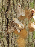Gypsy Moths (Lymantria dispar) -- Male, Females, Eggs This normally dense, gorgeous forest has been decimated -- defoliated by gypsy moth caterpillars. Most have since pupated and many have already emerged as adults.<br />
<br />
In this photo, a male appeared to be trying to mate with a female who had already laid her eggs and was dead.<br />
<br />
Habitat: Mesic, mixed forest<br />
<br />
<br />
Sorry I go so fast with the video! I am a terrible videographer and was also getting bitten by incessant mosquitoes, which made me rush even more so than usual:<br />
https://vimeo.com/575172728<br />
https://vimeo.com/575177442<br />
<br />
https://www.jungledragon.com/image/118385/gypsy_moth_female_lymantria_dispar.html<br />
https://www.jungledragon.com/image/118393/gypsy_moth_lymantria_dispar_pupae_and_eggs.html<br />
https://www.jungledragon.com/image/118392/gypsy_moths_lymantria_dispar_-_egg_masses_and_adults.html<br />
https://www.jungledragon.com/image/118391/gypsy_moths_lymantria_dispar.html<br />
https://www.jungledragon.com/image/118390/gypsy_moths_lymantria_dispar.html<br />
https://www.jungledragon.com/image/118389/gypsy_moth_lymantria_dispar_--_female.html<br />
https://www.jungledragon.com/image/118388/gypsy_moths_lymantria_dispar_--_male_females_eggs.html<br />
https://www.jungledragon.com/image/118387/gypsy_moths_lymantria_dispar_--_pupae.html<br />
https://www.jungledragon.com/image/118386/gypsy_moth_lymantria_dispar_--_female_laying_eggs.html Geotagged,Gypsy moth,Lymantria dispar,Summer,United States