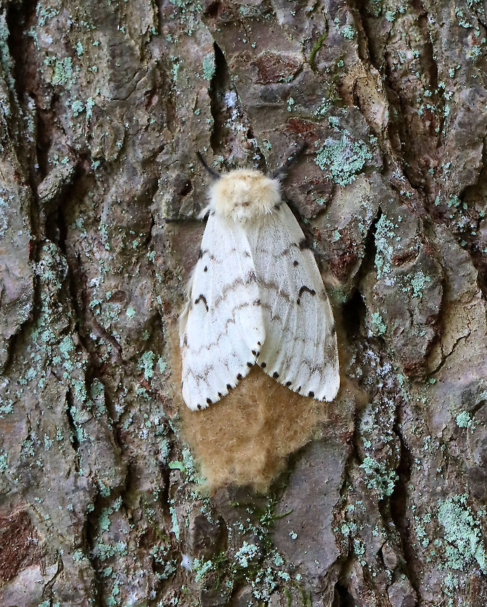 Gypsy Moth (Lymantria dispar) -- Female This normally dense, gorgeous forest has been decimated -- defoliated by gypsy moth caterpillars. Most have since pupated and many have already emerged as adults such as this female who was laying eggs.<br />
<br />
Habitat: Mesic, mixed forest<br />
<br />
<br />
Sorry I go so fast with the video! I am a terrible videographer and was also getting bitten by incessant mosquitoes, which made me rush even more so than usual:<br />
<section class="video"><iframe width="448" height="252" src="https://player.vimeo.com/video/575172728?title=0&byline=0&portrait=0" frameborder="0"></iframe></section><br />
<section class="video"><iframe width="448" height="252" src="https://player.vimeo.com/video/575177442?title=0&byline=0&portrait=0" frameborder="0"></iframe></section><br />
<br />
<figure class="photo"><a href="https://www.jungledragon.com/image/118385/gypsy_moth_lymantria_dispar_--_female.html" title="Gypsy Moth (Lymantria dispar) -- Female"><img src="https://s3.amazonaws.com/media.jungledragon.com/images/3232/118385_thumb.jpg?AWSAccessKeyId=05GMT0V3GWVNE7GGM1R2&Expires=1759968010&Signature=mrc4MouHwr5c3mYmTK4XPFF6QB8%3D" width="200" height="144" alt="Gypsy Moth (Lymantria dispar) -- Female This normally dense, gorgeous forest has been decimated -- defoliated by gypsy moth caterpillars. Most have since pupated and many have already emerged as adults such as this female who was seeking a spot to lay her eggs.<br />
<br />
Habitat: Mesic, mixed forest<br />
<br />
<br />
Sorry I go so fast with the video! I am a terrible videographer and was also getting bitten by incessant mosquitoes, which made me rush even more so than usual:<br />
https://vimeo.com/575172728<br />
https://vimeo.com/575177442<br />
<br />
https://www.jungledragon.com/image/118385/gypsy_moth_female_lymantria_dispar.html<br />
https://www.jungledragon.com/image/118393/gypsy_moth_lymantria_dispar_pupae_and_eggs.html<br />
https://www.jungledragon.com/image/118392/gypsy_moths_lymantria_dispar_-_egg_masses_and_adults.html<br />
https://www.jungledragon.com/image/118391/gypsy_moths_lymantria_dispar.html<br />
https://www.jungledragon.com/image/118390/gypsy_moths_lymantria_dispar.html<br />
https://www.jungledragon.com/image/118389/gypsy_moth_lymantria_dispar_--_female.html<br />
https://www.jungledragon.com/image/118388/gypsy_moths_lymantria_dispar_--_male_females_eggs.html<br />
https://www.jungledragon.com/image/118387/gypsy_moths_lymantria_dispar_--_pupae.html<br />
https://www.jungledragon.com/image/118386/gypsy_moth_lymantria_dispar_--_female_laying_eggs.html Geotagged,Gypsy moth,Lymantria dispar,Summer,United States" /></a></figure><br />
<figure class="photo"><a href="https://www.jungledragon.com/image/118393/gypsy_moths_lymantria_dispar_--_pupae_and_eggs.html" title="Gypsy Moths (Lymantria dispar) -- Pupae and Eggs"><img src="https://s3.amazonaws.com/media.jungledragon.com/images/3232/118393_thumb.jpg?AWSAccessKeyId=05GMT0V3GWVNE7GGM1R2&Expires=1759968010&Signature=E%2FSnHHAFCglWIz9UA%2FeEHJ1aSLY%3D" width="114" height="152" alt="Gypsy Moths (Lymantria dispar) -- Pupae and Eggs This normally dense, gorgeous forest has been decimated -- defoliated by gypsy moth caterpillars. Most have since pupated and many have already emerged as adults. This photo shows mostly pupae with a few adults and egg masses.<br />
<br />
Habitat: Mesic, mixed forest<br />
<br />
<br />
Sorry I go so fast with the video! I am a terrible videographer and was also getting bitten by incessant mosquitoes, which made me rush even more so than usual:<br />
https://vimeo.com/575172728<br />
https://vimeo.com/575177442<br />
<br />
https://www.jungledragon.com/image/118385/gypsy_moth_female_lymantria_dispar.html<br />
https://www.jungledragon.com/image/118393/gypsy_moth_lymantria_dispar_pupae_and_eggs.html<br />
https://www.jungledragon.com/image/118392/gypsy_moths_lymantria_dispar_-_egg_masses_and_adults.html<br />
https://www.jungledragon.com/image/118391/gypsy_moths_lymantria_dispar.html<br />
https://www.jungledragon.com/image/118390/gypsy_moths_lymantria_dispar.html<br />
https://www.jungledragon.com/image/118389/gypsy_moth_lymantria_dispar_--_female.html<br />
https://www.jungledragon.com/image/118388/gypsy_moths_lymantria_dispar_--_male_females_eggs.html<br />
https://www.jungledragon.com/image/118387/gypsy_moths_lymantria_dispar_--_pupae.html<br />
https://www.jungledragon.com/image/118386/gypsy_moth_lymantria_dispar_--_female_laying_eggs.html Geotagged,Gypsy moth,Lymantria dispar,Summer,United States" /></a></figure><br />
<figure class="photo"><a href="https://www.jungledragon.com/image/118392/gypsy_moths_lymantria_dispar_--_egg_masses_and_adults.html" title="Gypsy Moths (Lymantria dispar) -- Egg Masses and Adults"><img src="https://s3.amazonaws.com/media.jungledragon.com/images/3232/118392_thumb.jpg?AWSAccessKeyId=05GMT0V3GWVNE7GGM1R2&Expires=1759968010&Signature=Hun74wdAC9tTNPXSK6TTc77hBeQ%3D" width="106" height="152" alt="Gypsy Moths (Lymantria dispar) -- Egg Masses and Adults This normally dense, gorgeous forest has been decimated -- defoliated by gypsy moth caterpillars. Most have since pupated and many have already emerged as adults.<br />
<br />
This photos shows adults and egg masses at the base of a tree...Look at all those dead moths on the ground!<br />
<br />
Habitat: Mesic, mixed forest<br />
<br />
<br />
Sorry I go so fast with the video! I am a terrible videographer and was also getting bitten by incessant mosquitoes, which made me rush even more so than usual:<br />
https://vimeo.com/575172728<br />
https://vimeo.com/575177442<br />
<br />
https://www.jungledragon.com/image/118385/gypsy_moth_female_lymantria_dispar.html<br />
https://www.jungledragon.com/image/118393/gypsy_moth_lymantria_dispar_pupae_and_eggs.html<br />
https://www.jungledragon.com/image/118392/gypsy_moths_lymantria_dispar_-_egg_masses_and_adults.html<br />
https://www.jungledragon.com/image/118391/gypsy_moths_lymantria_dispar.html<br />
https://www.jungledragon.com/image/118390/gypsy_moths_lymantria_dispar.html<br />
https://www.jungledragon.com/image/118389/gypsy_moth_lymantria_dispar_--_female.html<br />
https://www.jungledragon.com/image/118388/gypsy_moths_lymantria_dispar_--_male_females_eggs.html<br />
https://www.jungledragon.com/image/118387/gypsy_moths_lymantria_dispar_--_pupae.html<br />
https://www.jungledragon.com/image/118386/gypsy_moth_lymantria_dispar_--_female_laying_eggs.html Geotagged,Gypsy moth,Lymantria dispar,Summer,United States" /></a></figure><br />
<figure class="photo"><a href="https://www.jungledragon.com/image/118391/gypsy_moths_lymantria_dispar.html" title="Gypsy Moths (Lymantria dispar)"><img src="https://s3.amazonaws.com/media.jungledragon.com/images/3232/118391_thumb.jpg?AWSAccessKeyId=05GMT0V3GWVNE7GGM1R2&Expires=1759968010&Signature=7vha7KioWY91IMyva%2FYD0cLXBRc%3D" width="112" height="152" alt="Gypsy Moths (Lymantria dispar) This normally dense, gorgeous forest has been decimated -- defoliated by gypsy moth caterpillars. Most have since pupated and many have already emerged as adults.<br />
<br />
Habitat: Mesic, mixed forest<br />
<br />
<br />
Sorry I go so fast with the video! I am a terrible videographer and was also getting bitten by incessant mosquitoes, which made me rush even more so than usual:<br />
https://vimeo.com/575172728<br />
https://vimeo.com/575177442<br />
<br />
https://www.jungledragon.com/image/118385/gypsy_moth_female_lymantria_dispar.html<br />
https://www.jungledragon.com/image/118393/gypsy_moth_lymantria_dispar_pupae_and_eggs.html<br />
https://www.jungledragon.com/image/118392/gypsy_moths_lymantria_dispar_-_egg_masses_and_adults.html<br />
https://www.jungledragon.com/image/118391/gypsy_moths_lymantria_dispar.html<br />
https://www.jungledragon.com/image/118390/gypsy_moths_lymantria_dispar.html<br />
https://www.jungledragon.com/image/118389/gypsy_moth_lymantria_dispar_--_female.html<br />
https://www.jungledragon.com/image/118388/gypsy_moths_lymantria_dispar_--_male_females_eggs.html<br />
https://www.jungledragon.com/image/118387/gypsy_moths_lymantria_dispar_--_pupae.html<br />
https://www.jungledragon.com/image/118386/gypsy_moth_lymantria_dispar_--_female_laying_eggs.html Geotagged,Gypsy moth,Lymantria dispar,Summer,United States" /></a></figure><br />
<figure class="photo"><a href="https://www.jungledragon.com/image/118390/gypsy_moths_lymantria_dispar.html" title="Gypsy Moths (Lymantria dispar)"><img src="https://s3.amazonaws.com/media.jungledragon.com/images/3232/118390_thumb.jpg?AWSAccessKeyId=05GMT0V3GWVNE7GGM1R2&Expires=1759968010&Signature=rwwvsGHjLIW0eLtWowqz48%2F7UCc%3D" width="200" height="156" alt="Gypsy Moths (Lymantria dispar) This normally dense, gorgeous forest has been decimated -- defoliated by gypsy moth caterpillars. Most have since pupated and many have already emerged as adults.<br />
<br />
The conifer in this photo had been defoliated of its needles and there were clumps of pupae and egg masses woven in the branches.<br />
<br />
Habitat: Mesic, mixed forest<br />
<br />
<br />
Sorry I go so fast with the video! I am a terrible videographer and was also getting bitten by incessant mosquitoes, which made me rush even more so than usual:<br />
https://vimeo.com/575172728<br />
https://vimeo.com/575177442<br />
<br />
https://www.jungledragon.com/image/118385/gypsy_moth_female_lymantria_dispar.html<br />
https://www.jungledragon.com/image/118393/gypsy_moth_lymantria_dispar_pupae_and_eggs.html<br />
https://www.jungledragon.com/image/118392/gypsy_moths_lymantria_dispar_-_egg_masses_and_adults.html<br />
https://www.jungledragon.com/image/118391/gypsy_moths_lymantria_dispar.html<br />
https://www.jungledragon.com/image/118390/gypsy_moths_lymantria_dispar.html<br />
https://www.jungledragon.com/image/118389/gypsy_moth_lymantria_dispar_--_female.html<br />
https://www.jungledragon.com/image/118388/gypsy_moths_lymantria_dispar_--_male_females_eggs.html<br />
https://www.jungledragon.com/image/118387/gypsy_moths_lymantria_dispar_--_pupae.html<br />
https://www.jungledragon.com/image/118386/gypsy_moth_lymantria_dispar_--_female_laying_eggs.html Geotagged,Gypsy moth,Lymantria dispar,Summer,United States" /></a></figure><br />
<figure class="photo"><a href="https://www.jungledragon.com/image/118389/gypsy_moth_lymantria_dispar_--_female.html" title="Gypsy Moth (Lymantria dispar) -- Female"><img src="https://s3.amazonaws.com/media.jungledragon.com/images/3232/118389_thumb.jpg?AWSAccessKeyId=05GMT0V3GWVNE7GGM1R2&Expires=1759968010&Signature=sxV2ENXQgdfVgN%2BN6A5oa3g7vMk%3D" width="124" height="152" alt="Gypsy Moth (Lymantria dispar) -- Female This normally dense, gorgeous forest has been decimated -- defoliated by gypsy moth caterpillars. Most have since pupated and many have already emerged as adults such as this female who was laying eggs.<br />
<br />
Habitat: Mesic, mixed forest<br />
<br />
<br />
Sorry I go so fast with the video! I am a terrible videographer and was also getting bitten by incessant mosquitoes, which made me rush even more so than usual:<br />
https://vimeo.com/575172728<br />
https://vimeo.com/575177442<br />
<br />
https://www.jungledragon.com/image/118385/gypsy_moth_female_lymantria_dispar.html<br />
https://www.jungledragon.com/image/118393/gypsy_moth_lymantria_dispar_pupae_and_eggs.html<br />
https://www.jungledragon.com/image/118392/gypsy_moths_lymantria_dispar_-_egg_masses_and_adults.html<br />
https://www.jungledragon.com/image/118391/gypsy_moths_lymantria_dispar.html<br />
https://www.jungledragon.com/image/118390/gypsy_moths_lymantria_dispar.html<br />
https://www.jungledragon.com/image/118389/gypsy_moth_lymantria_dispar_--_female.html<br />
https://www.jungledragon.com/image/118388/gypsy_moths_lymantria_dispar_--_male_females_eggs.html<br />
https://www.jungledragon.com/image/118387/gypsy_moths_lymantria_dispar_--_pupae.html<br />
https://www.jungledragon.com/image/118386/gypsy_moth_lymantria_dispar_--_female_laying_eggs.html Geotagged,Gypsy moth,Lymantria dispar,Summer,United States" /></a></figure><br />
<figure class="photo"><a href="https://www.jungledragon.com/image/118388/gypsy_moths_lymantria_dispar_--_male_females_eggs.html" title="Gypsy Moths (Lymantria dispar) -- Male, Females, Eggs"><img src="https://s3.amazonaws.com/media.jungledragon.com/images/3232/118388_thumb.jpg?AWSAccessKeyId=05GMT0V3GWVNE7GGM1R2&Expires=1759968010&Signature=uXKVsP9yeOQ65QoPqCK1EDO7xlU%3D" width="114" height="152" alt="Gypsy Moths (Lymantria dispar) -- Male, Females, Eggs This normally dense, gorgeous forest has been decimated -- defoliated by gypsy moth caterpillars. Most have since pupated and many have already emerged as adults.<br />
<br />
In this photo, a male appeared to be trying to mate with a female who had already laid her eggs and was dead.<br />
<br />
Habitat: Mesic, mixed forest<br />
<br />
<br />
Sorry I go so fast with the video! I am a terrible videographer and was also getting bitten by incessant mosquitoes, which made me rush even more so than usual:<br />
https://vimeo.com/575172728<br />
https://vimeo.com/575177442<br />
<br />
https://www.jungledragon.com/image/118385/gypsy_moth_female_lymantria_dispar.html<br />
https://www.jungledragon.com/image/118393/gypsy_moth_lymantria_dispar_pupae_and_eggs.html<br />
https://www.jungledragon.com/image/118392/gypsy_moths_lymantria_dispar_-_egg_masses_and_adults.html<br />
https://www.jungledragon.com/image/118391/gypsy_moths_lymantria_dispar.html<br />
https://www.jungledragon.com/image/118390/gypsy_moths_lymantria_dispar.html<br />
https://www.jungledragon.com/image/118389/gypsy_moth_lymantria_dispar_--_female.html<br />
https://www.jungledragon.com/image/118388/gypsy_moths_lymantria_dispar_--_male_females_eggs.html<br />
https://www.jungledragon.com/image/118387/gypsy_moths_lymantria_dispar_--_pupae.html<br />
https://www.jungledragon.com/image/118386/gypsy_moth_lymantria_dispar_--_female_laying_eggs.html Geotagged,Gypsy moth,Lymantria dispar,Summer,United States" /></a></figure><br />
<figure class="photo"><a href="https://www.jungledragon.com/image/118387/gypsy_moths_lymantria_dispar_--_pupae.html" title="Gypsy Moths (Lymantria dispar) -- Pupae"><img src="https://s3.amazonaws.com/media.jungledragon.com/images/3232/118387_thumb.jpg?AWSAccessKeyId=05GMT0V3GWVNE7GGM1R2&Expires=1759968010&Signature=PLNTqmaqQYucr5K7mr1anK43VM8%3D" width="126" height="152" alt="Gypsy Moths (Lymantria dispar) -- Pupae This normally dense, gorgeous forest has been decimated -- defoliated by gypsy moth caterpillars. Most have since pupated and many have already emerged as adults.<br />
<br />
The pupae in this photo were wriggling a lot and I think they were still in the process of pupating.<br />
<br />
Habitat: Mesic, mixed forest<br />
<br />
<br />
Sorry I go so fast with the video! I am a terrible videographer and was also getting bitten by incessant mosquitoes, which made me rush even more so than usual:<br />
https://vimeo.com/575172728<br />
https://vimeo.com/575177442<br />
<br />
https://www.jungledragon.com/image/118385/gypsy_moth_female_lymantria_dispar.html<br />
https://www.jungledragon.com/image/118393/gypsy_moth_lymantria_dispar_pupae_and_eggs.html<br />
https://www.jungledragon.com/image/118392/gypsy_moths_lymantria_dispar_-_egg_masses_and_adults.html<br />
https://www.jungledragon.com/image/118391/gypsy_moths_lymantria_dispar.html<br />
https://www.jungledragon.com/image/118390/gypsy_moths_lymantria_dispar.html<br />
https://www.jungledragon.com/image/118389/gypsy_moth_lymantria_dispar_--_female.html<br />
https://www.jungledragon.com/image/118388/gypsy_moths_lymantria_dispar_--_male_females_eggs.html<br />
https://www.jungledragon.com/image/118387/gypsy_moths_lymantria_dispar_--_pupae.html<br />
https://www.jungledragon.com/image/118386/gypsy_moth_lymantria_dispar_--_female_laying_eggs.html Geotagged,Gypsy moth,Lymantria dispar,Summer,United States" /></a></figure><br />
<figure class="photo"><a href="https://www.jungledragon.com/image/118386/gypsy_moth_lymantria_dispar_--_female_laying_eggs.html" title="Gypsy Moth (Lymantria dispar) -- Female Laying Eggs"><img src="https://s3.amazonaws.com/media.jungledragon.com/images/3232/118386_thumb.jpg?AWSAccessKeyId=05GMT0V3GWVNE7GGM1R2&Expires=1759968010&Signature=edAc9A9ZACRGDxGtUq7OsQoLfYE%3D" width="114" height="152" alt="Gypsy Moth (Lymantria dispar) -- Female Laying Eggs This normally dense, gorgeous forest has been decimated -- defoliated by gypsy moth caterpillars. Most have since pupated and many have already emerged as adults such as this female who was laying eggs.<br />
<br />
Habitat: Mesic, mixed forest<br />
<br />
<br />
Sorry I go so fast with the video! I am a terrible videographer and was also getting bitten by incessant mosquitoes, which made me rush even more so than usual:<br />
https://vimeo.com/575172728<br />
https://vimeo.com/575177442<br />
<br />
https://www.jungledragon.com/image/118385/gypsy_moth_female_lymantria_dispar.html<br />
https://www.jungledragon.com/image/118393/gypsy_moth_lymantria_dispar_pupae_and_eggs.html<br />
https://www.jungledragon.com/image/118392/gypsy_moths_lymantria_dispar_-_egg_masses_and_adults.html<br />
https://www.jungledragon.com/image/118391/gypsy_moths_lymantria_dispar.html<br />
https://www.jungledragon.com/image/118390/gypsy_moths_lymantria_dispar.html<br />
https://www.jungledragon.com/image/118389/gypsy_moth_lymantria_dispar_--_female.html<br />
https://www.jungledragon.com/image/118388/gypsy_moths_lymantria_dispar_--_male_females_eggs.html<br />
https://www.jungledragon.com/image/118387/gypsy_moths_lymantria_dispar_--_pupae.html<br />
https://www.jungledragon.com/image/118386/gypsy_moth_lymantria_dispar_--_female_laying_eggs.html Geotagged,Gypsy moth,Lymantria dispar,Summer,United States" /></a></figure> Geotagged,Gypsy moth,Lymantria dispar,Summer,United States